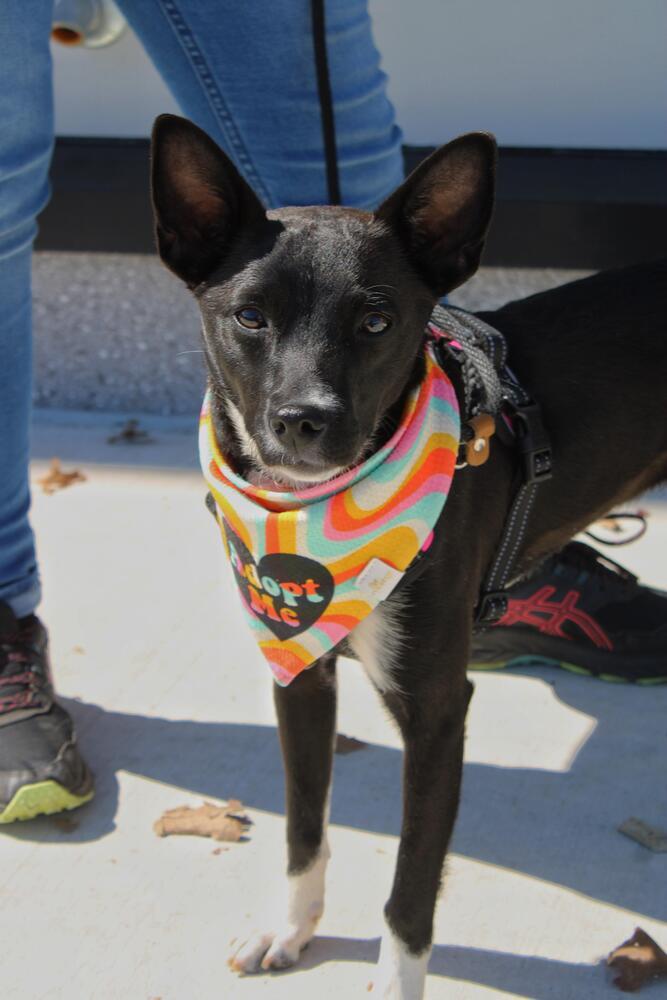 Enlarge Caroline (FOSTERED LOCALLY), a Adoptable mixed breed in Leverett, MA image 4/6
