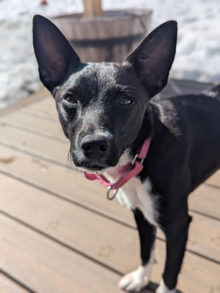 Enlarge Caroline (FOSTERED LOCALLY), a Adoptable mixed breed in Leverett, MA image 5/6