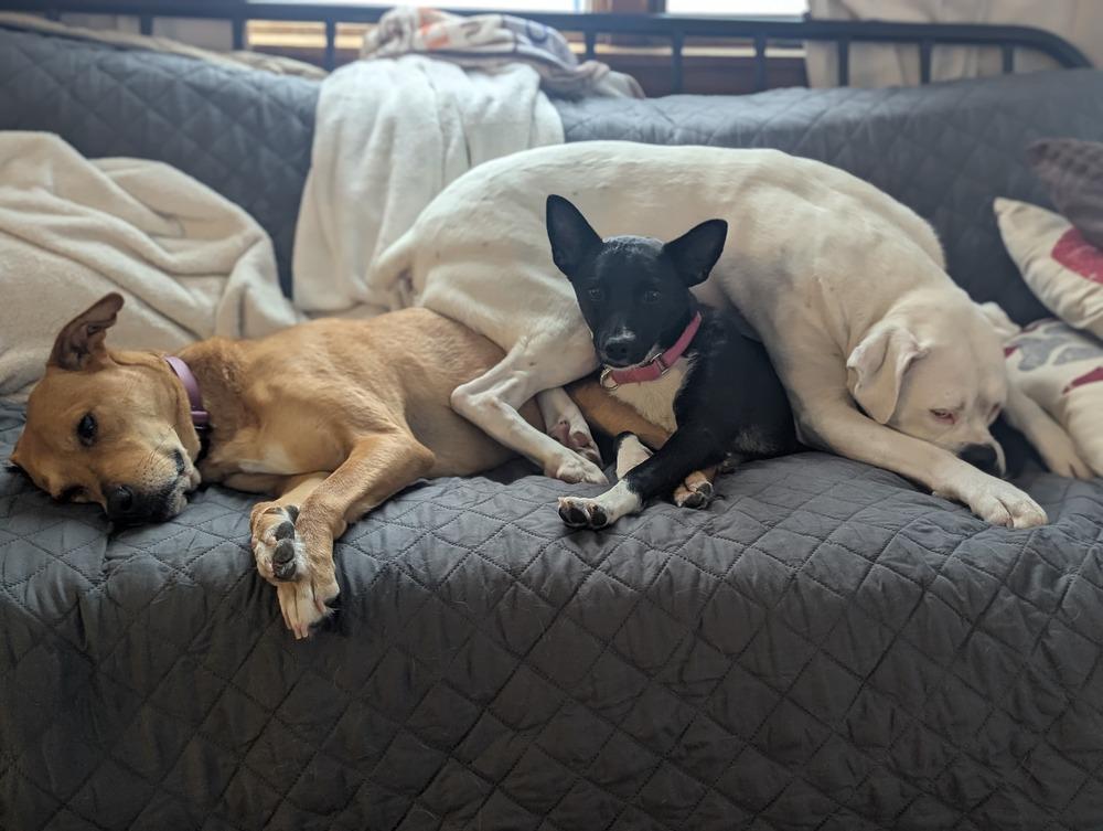 Enlarge Caroline (FOSTERED LOCALLY), a Adoptable mixed breed in Leverett, MA image 6/6