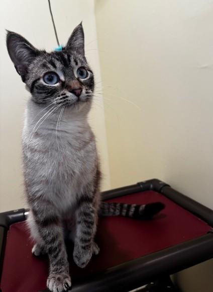 Peach, ADOPTABLE, Young Female Siamese & Domestic Short Hair.