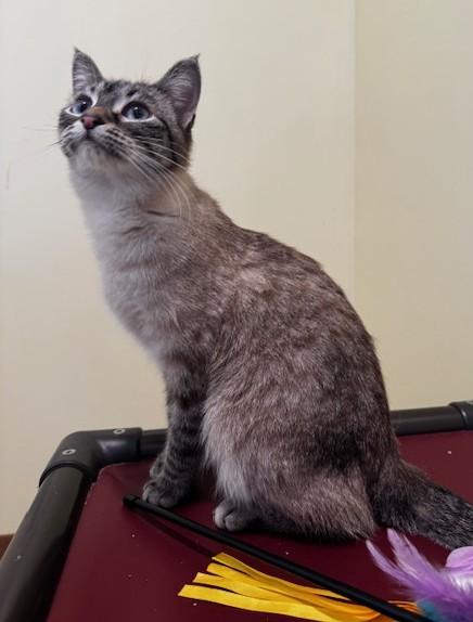 Enlarge Peach, a ADOPTABLE mixed breed in Hutchinson, MN image 2/3