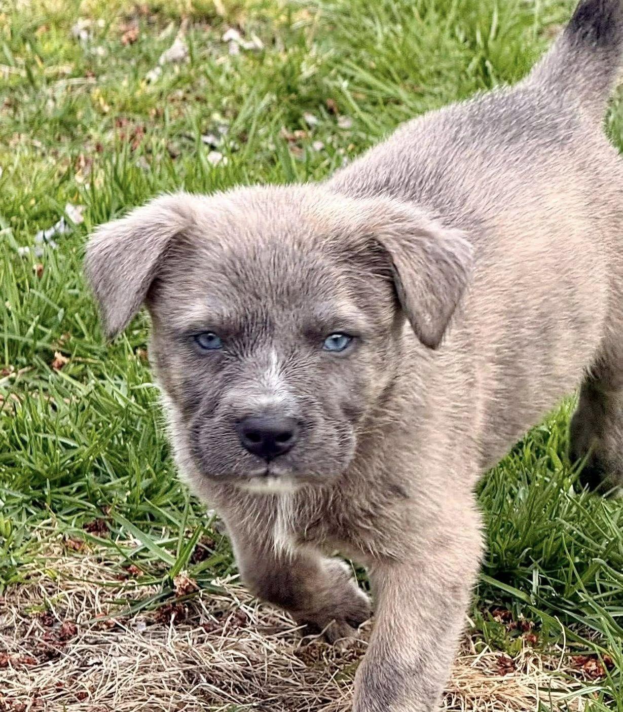 Sassy - PENDING ADOPTION, Adoptable, Puppy Female Pit Bull Terrier & German Shepherd Dog.