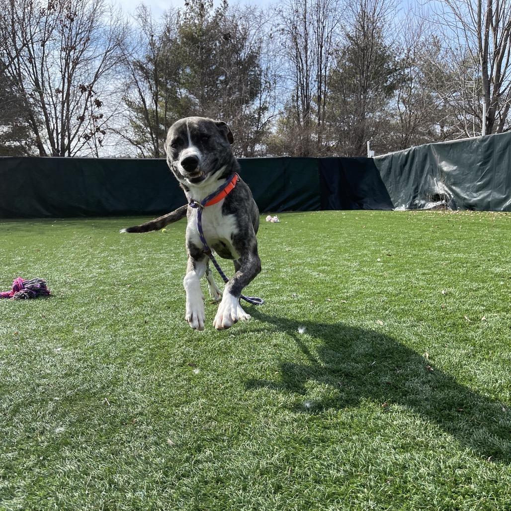 Noah, Adoptable, Adult Male Mixed Breed.