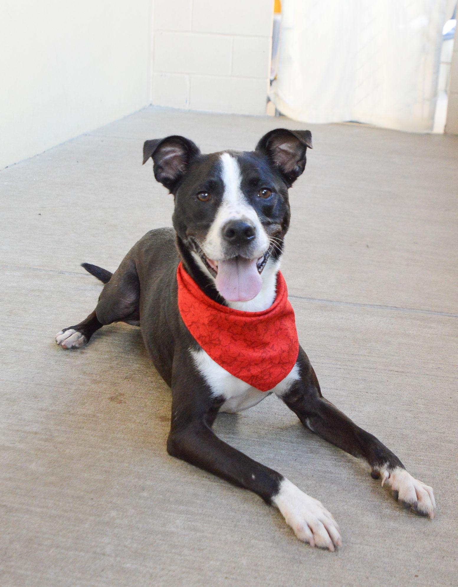 Oscar (In Foster), Adoptable, Adult Male Terrier & Border Collie.