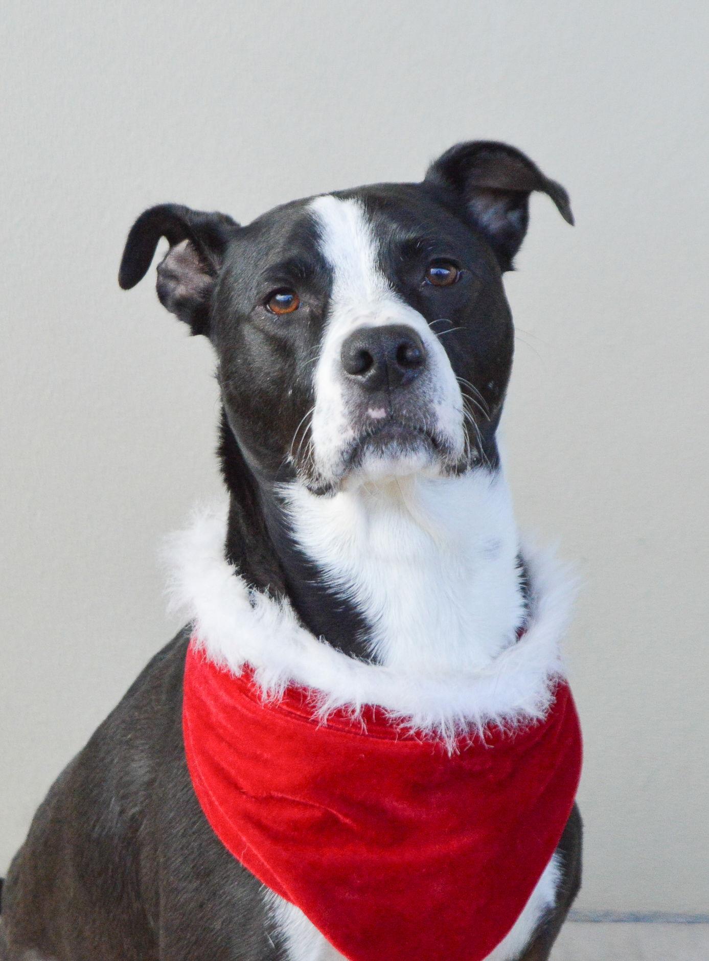 Enlarge Oscar (In Foster), a Adoptable mixed breed in McKinney, TX image 2/3