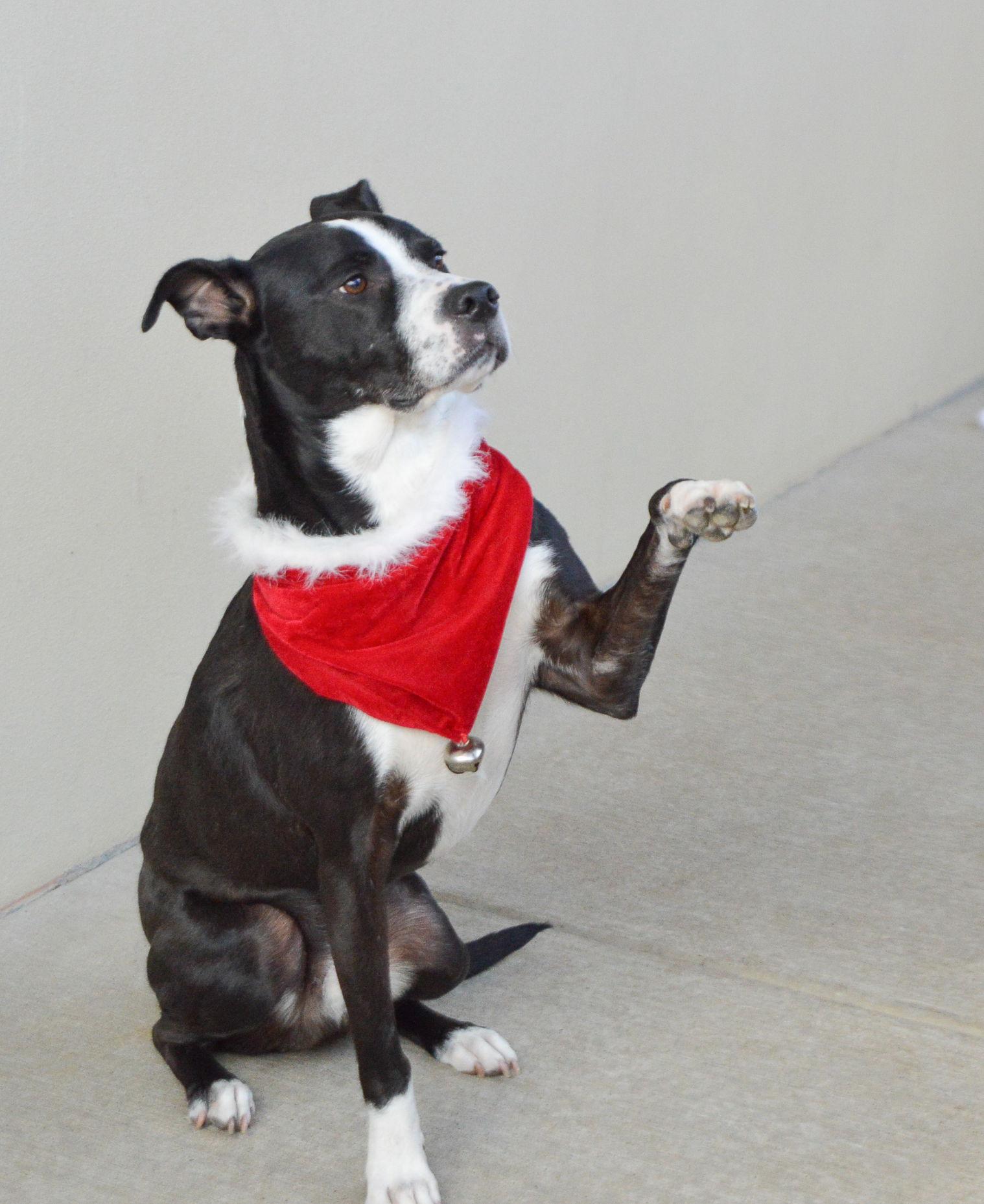 Enlarge Oscar (In Foster), a Adoptable mixed breed in McKinney, TX image 3/3