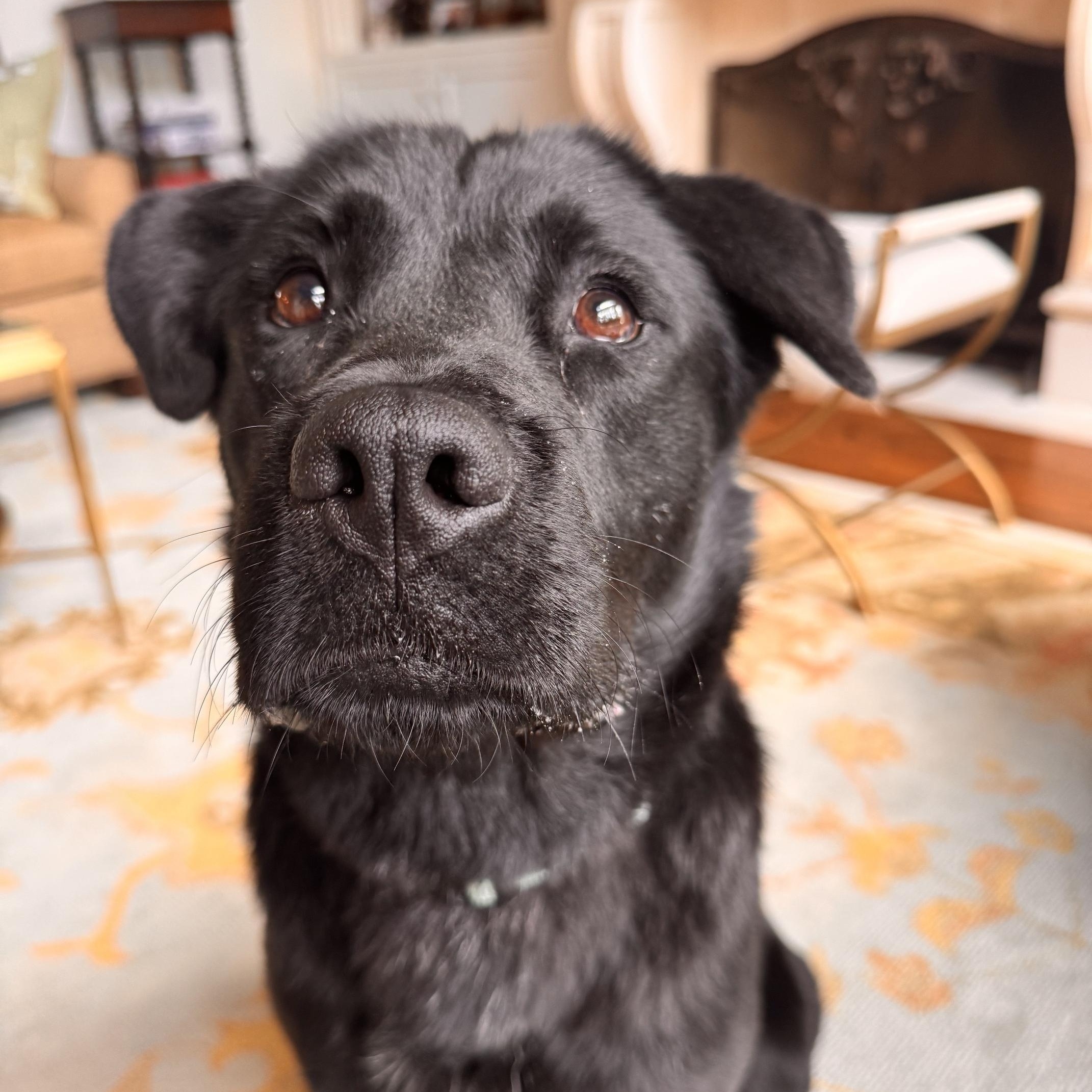 Enlarge Mabel a Beautiful Loving & Affectinate Girl. Great size 48 lbs Fostered Boston, MA, a Adoptable mixed breed in Albany, NY image 2/6