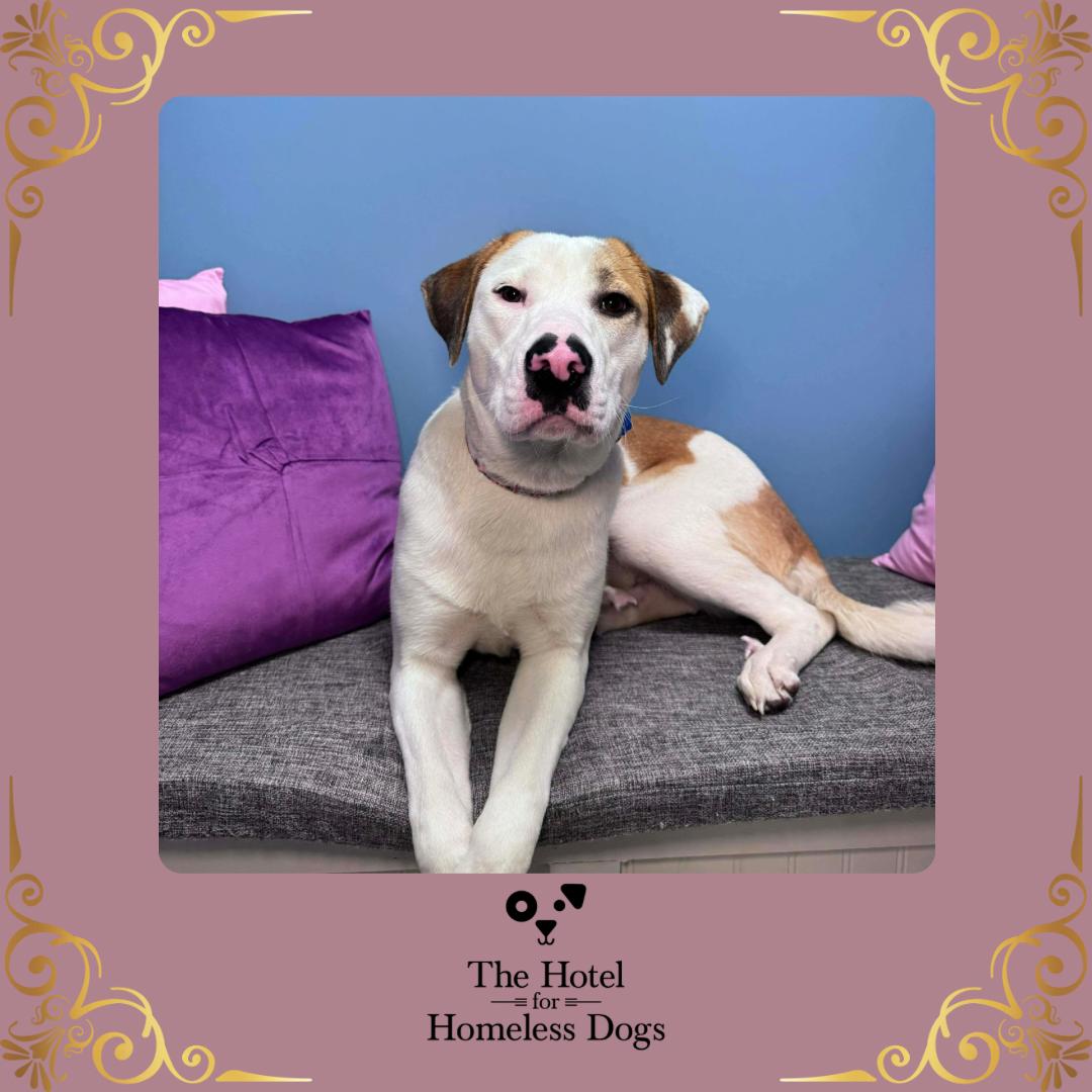 Enlarge Hazel, a Adoptable mixed breed in Cumberland, RI image 1/4