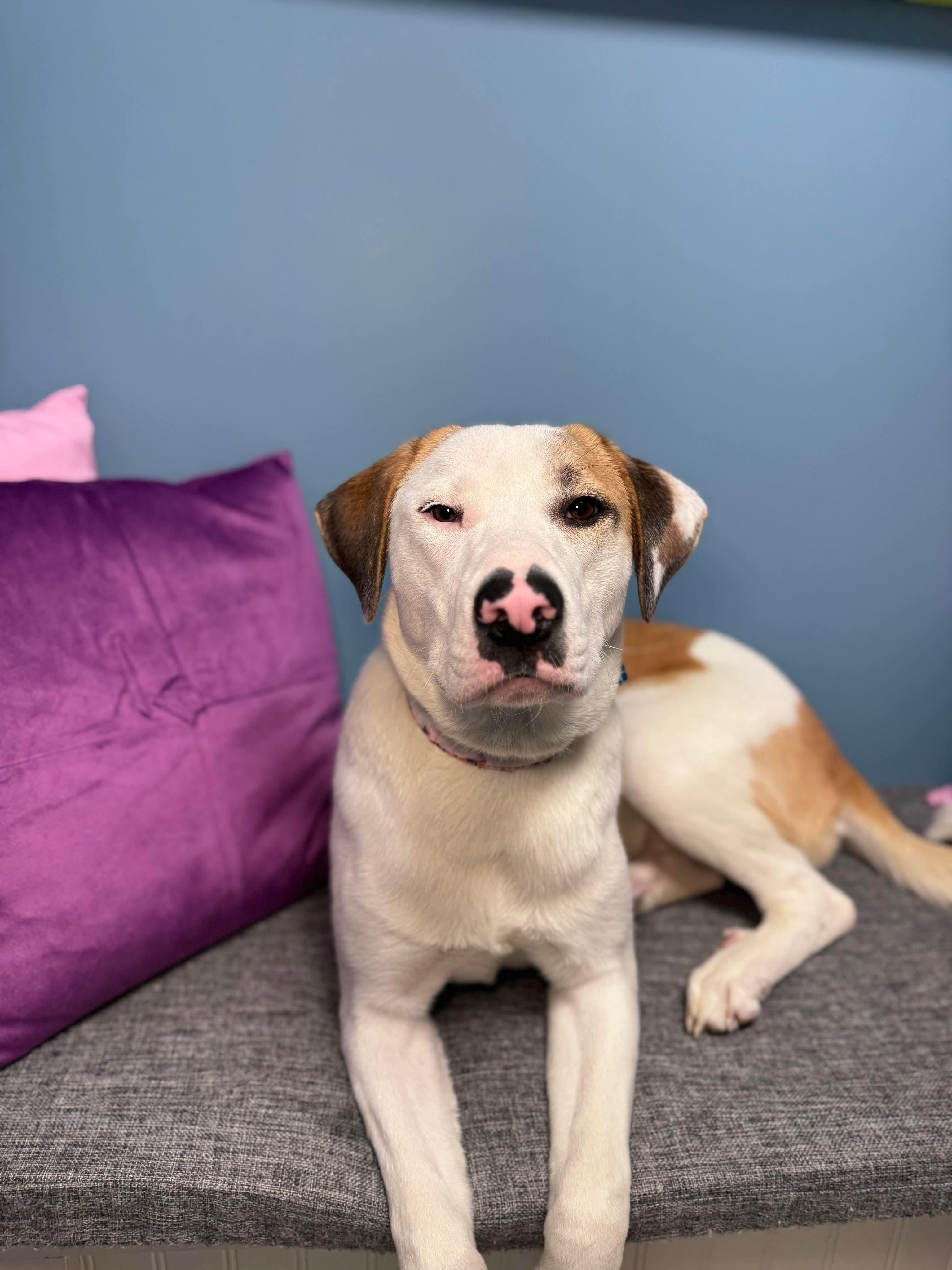 Enlarge Hazel, a Adoptable mixed breed in Cumberland, RI image 2/4