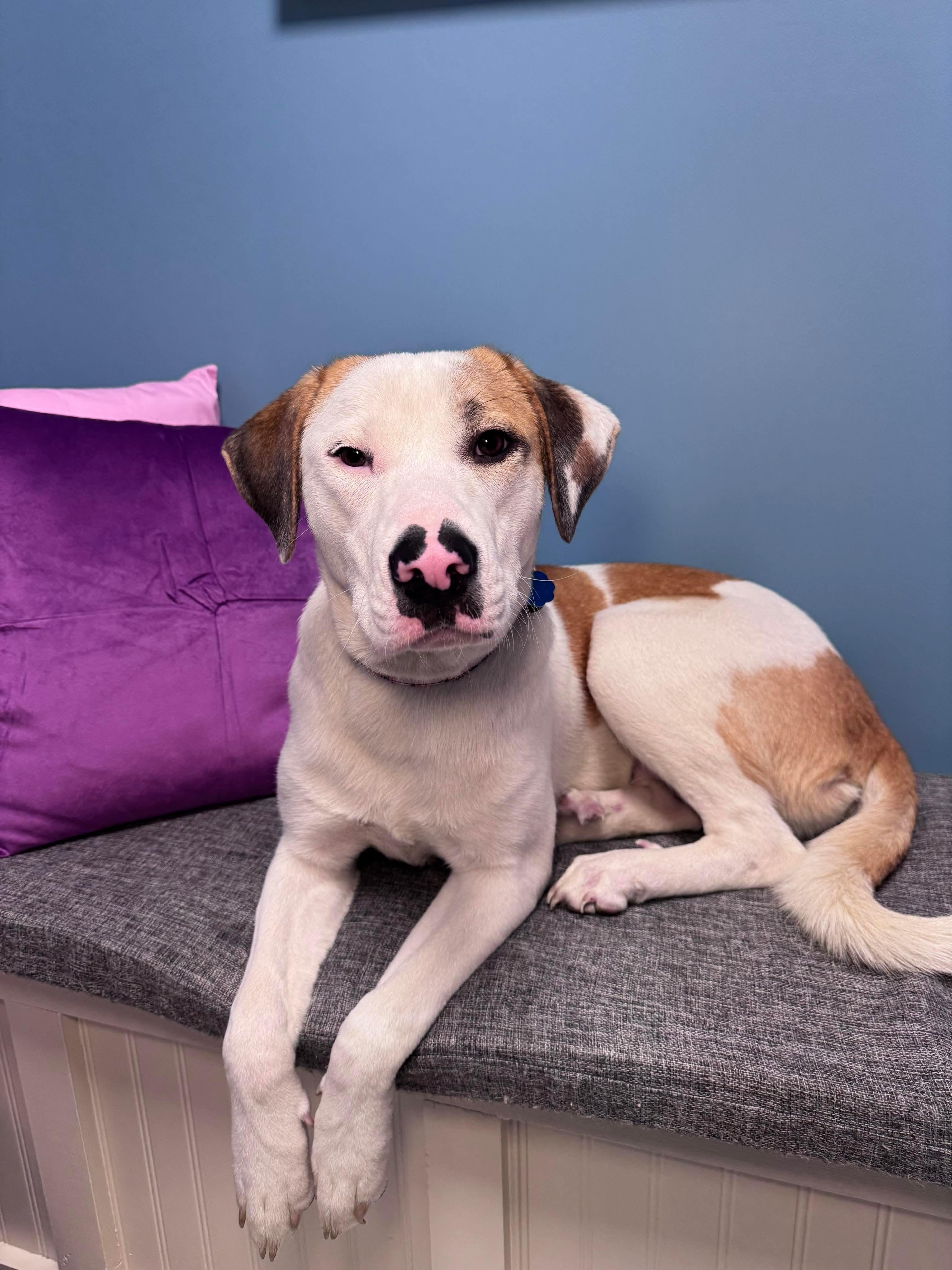 Enlarge Hazel, a Adoptable mixed breed in Cumberland, RI image 4/4