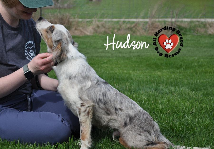 Enlarge Hudson , an adopted Australian Shepherd in Joliet, IL image 2/4
