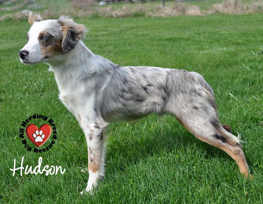 Enlarge Hudson , an adopted Australian Shepherd in Joliet, IL image 3/4