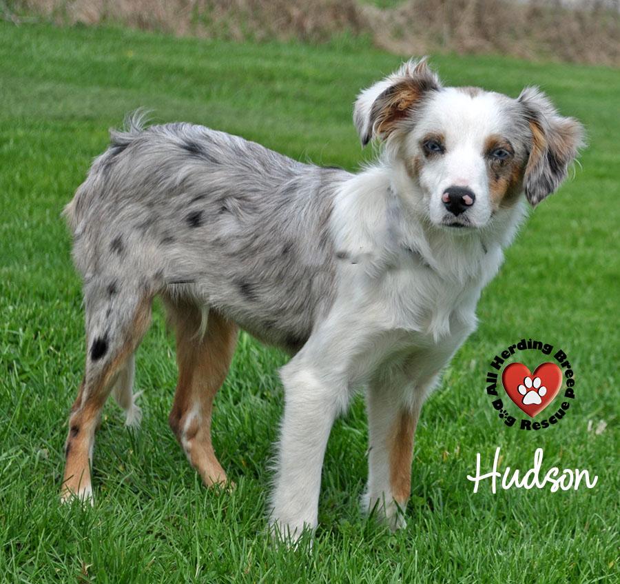 Hudson , adopted, Puppy Male Australian Shepherd.