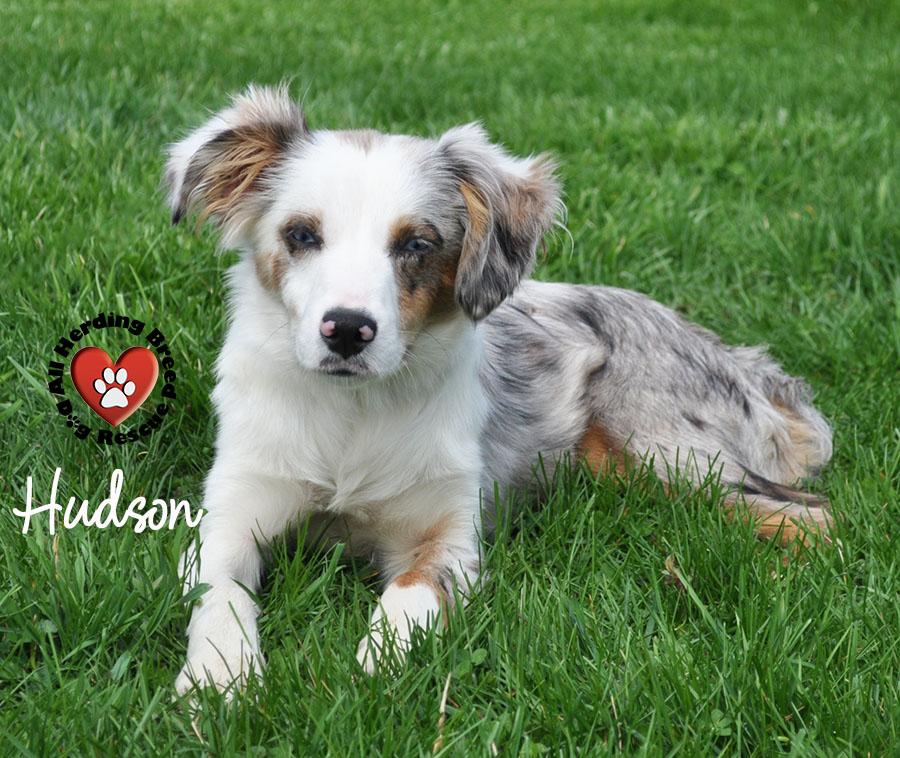 Enlarge Hudson , an adopted Australian Shepherd in Joliet, IL image 4/4