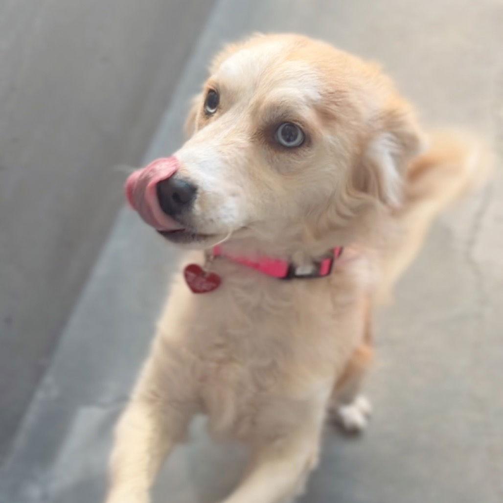 Enlarge Dolly CA, a Adopted Australian Shepherd in Hillside, IL image 1/3