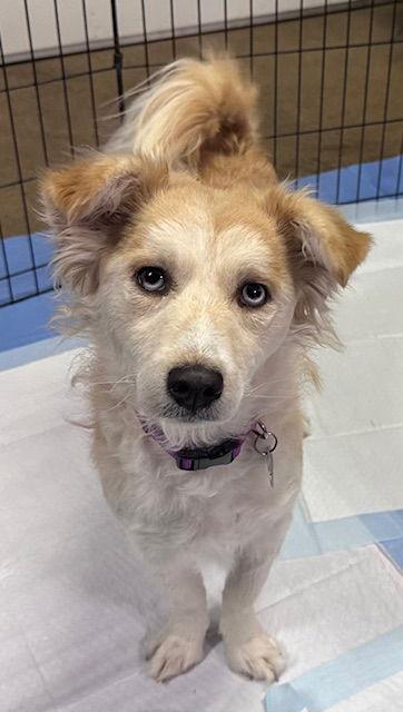 Enlarge Dolly CA, a Adopted Australian Shepherd in Hillside, IL image 2/3