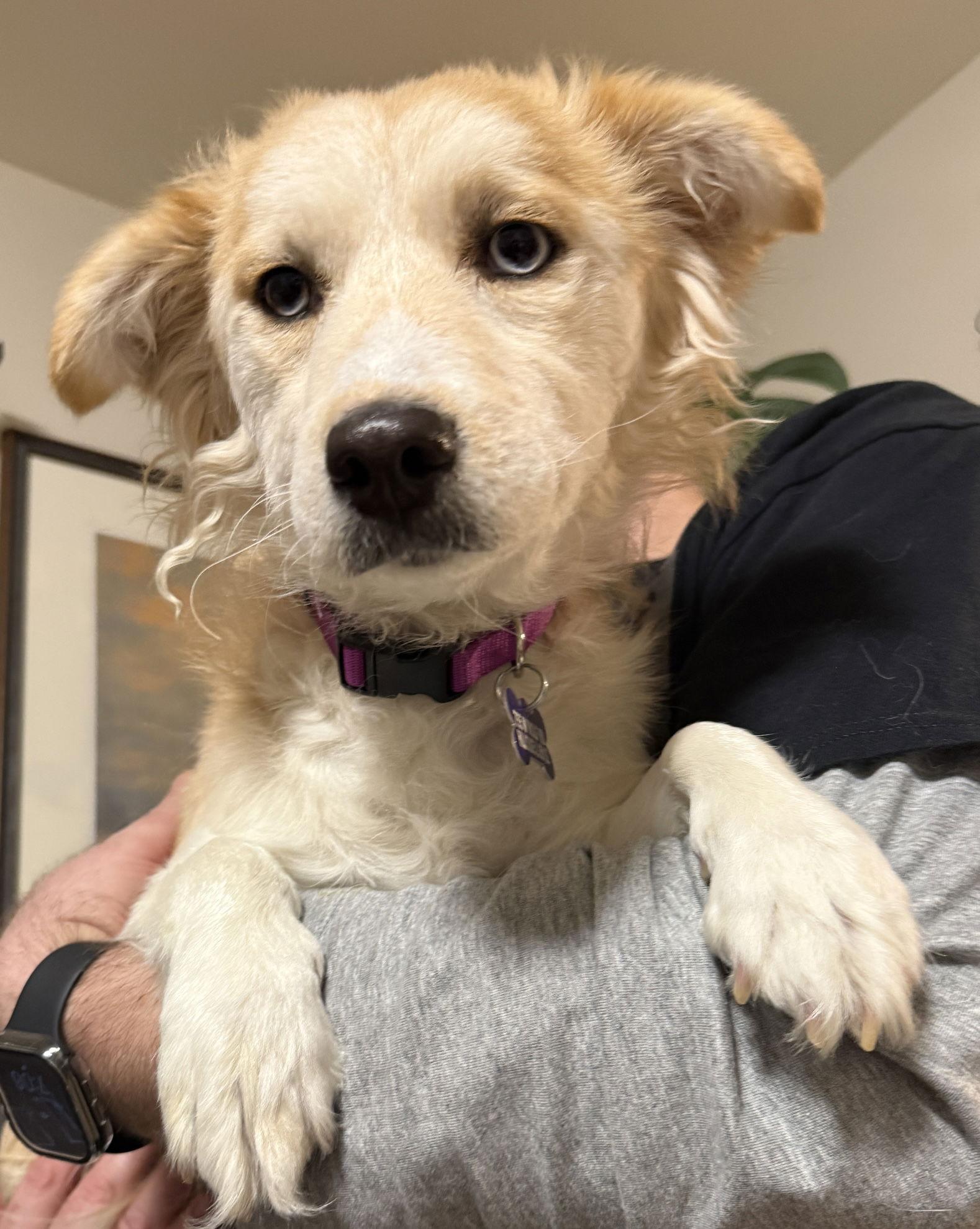 Enlarge Dolly CA, a Adopted Australian Shepherd in Hillside, IL image 3/3