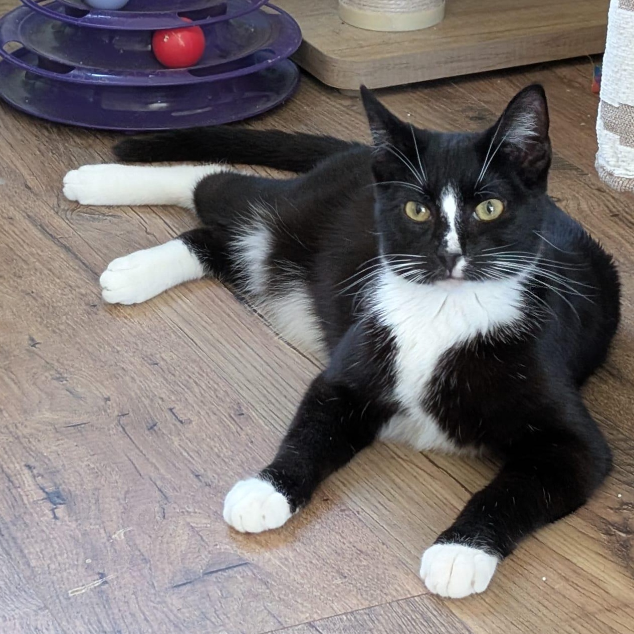 Enlarge Pepino, an adoption pending Tuxedo in San Francisco, CA image 1/5