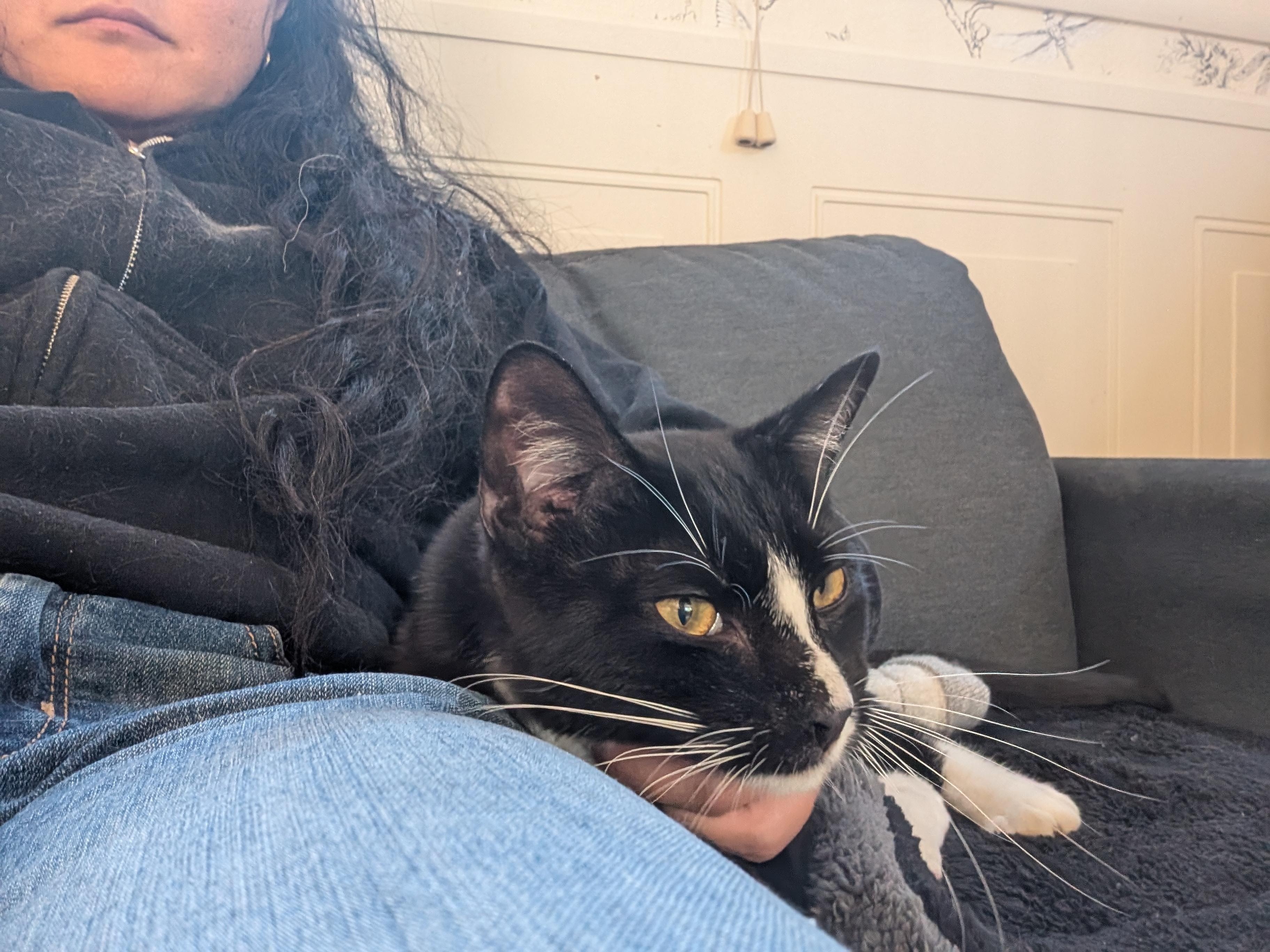 Enlarge Pepino, an adoption pending Tuxedo in San Francisco, CA image 3/5