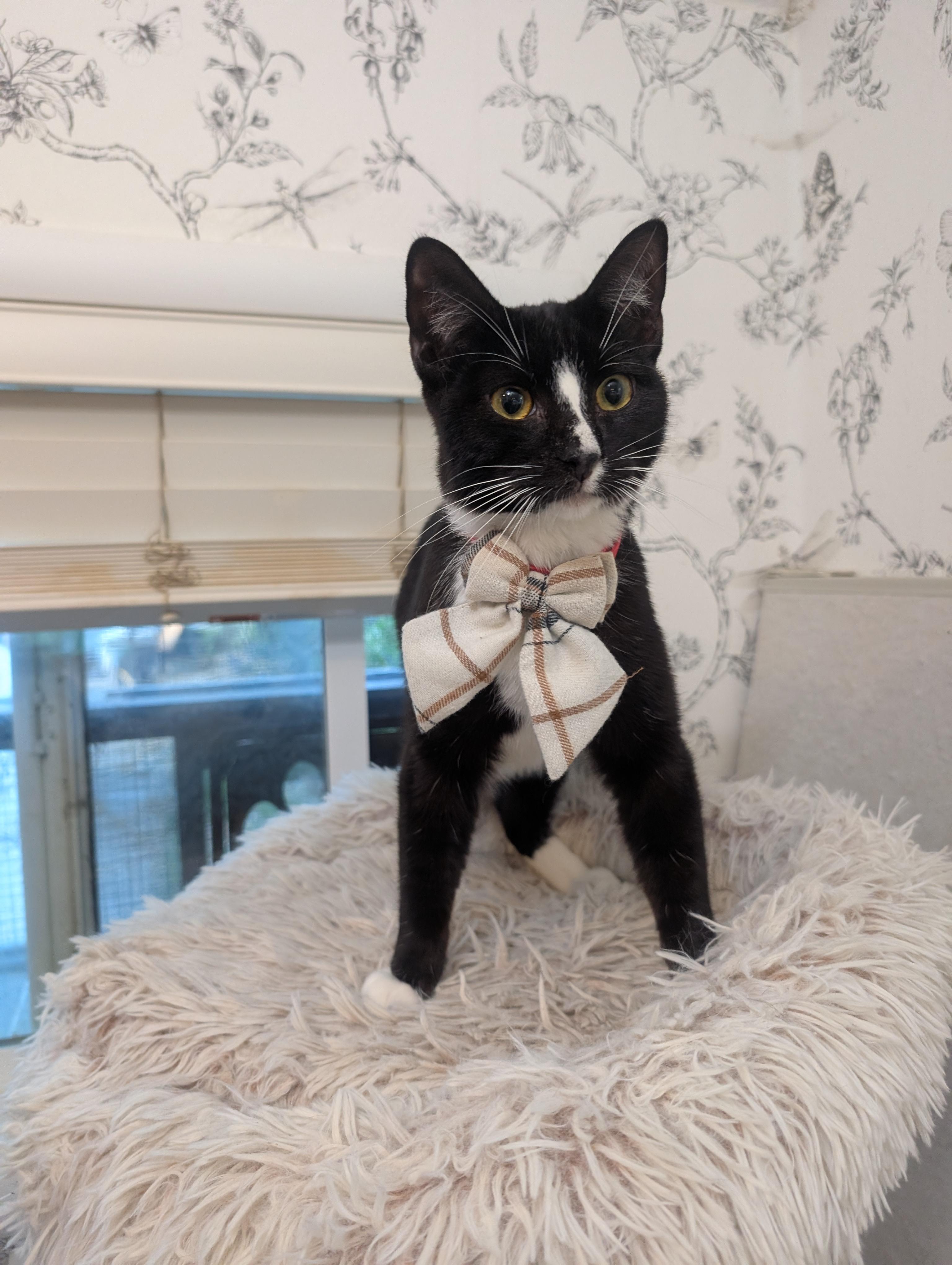 Enlarge Pepino, an adoption pending Tuxedo in San Francisco, CA image 2/5