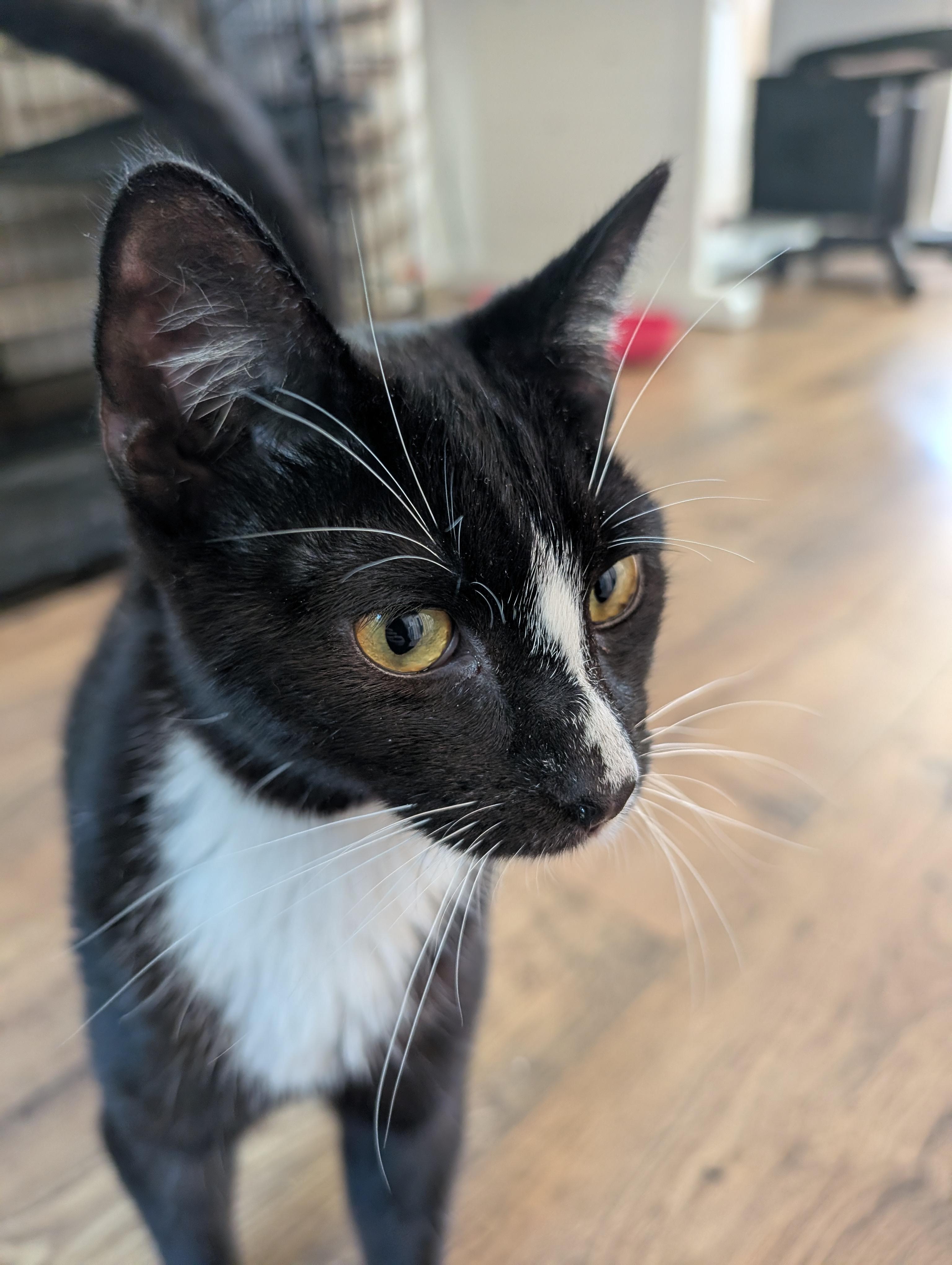 Enlarge Pepino, an adoption pending Tuxedo in San Francisco, CA image 5/5