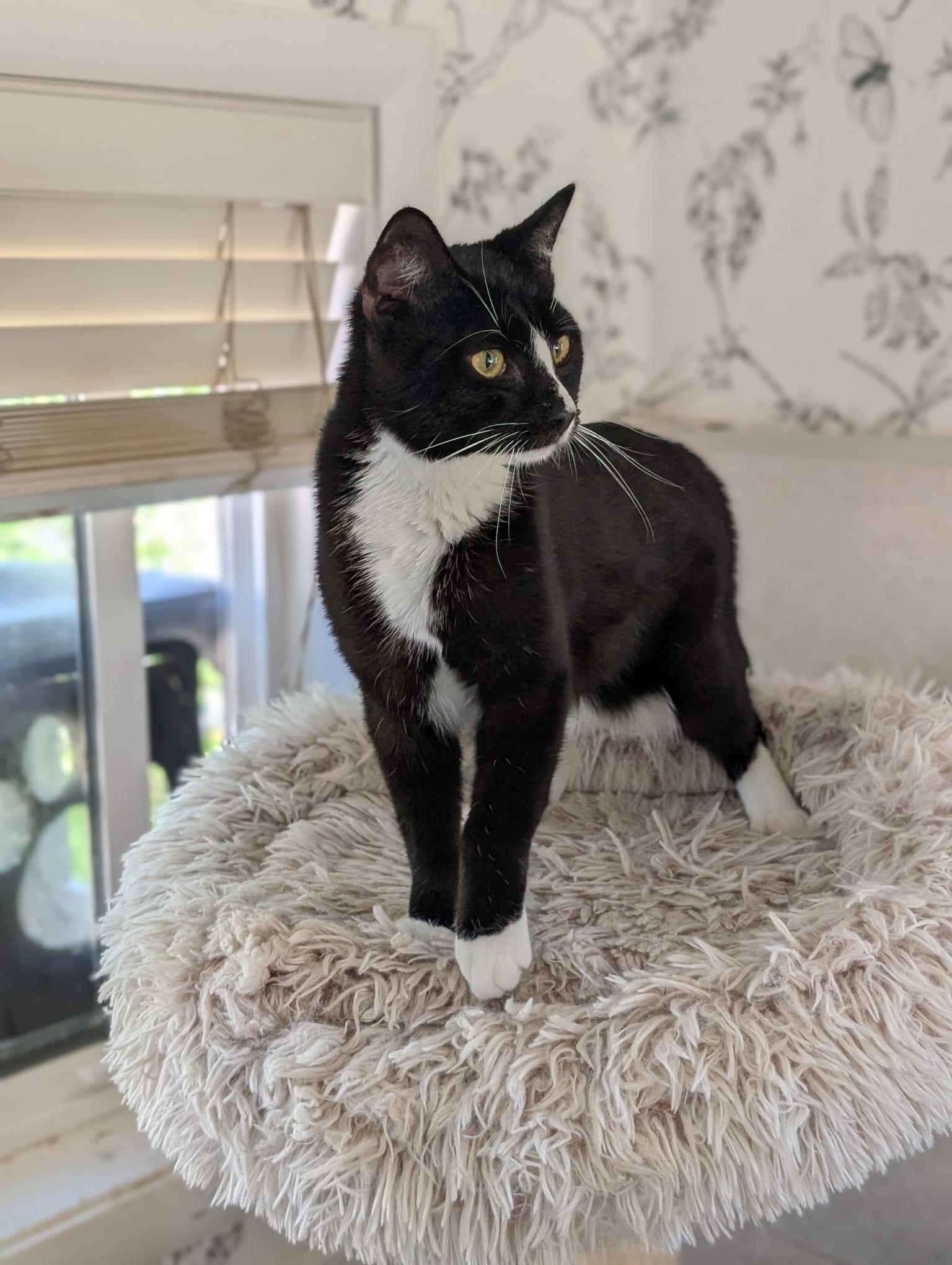 Enlarge Pepino, an adoption pending Tuxedo in San Francisco, CA image 4/5