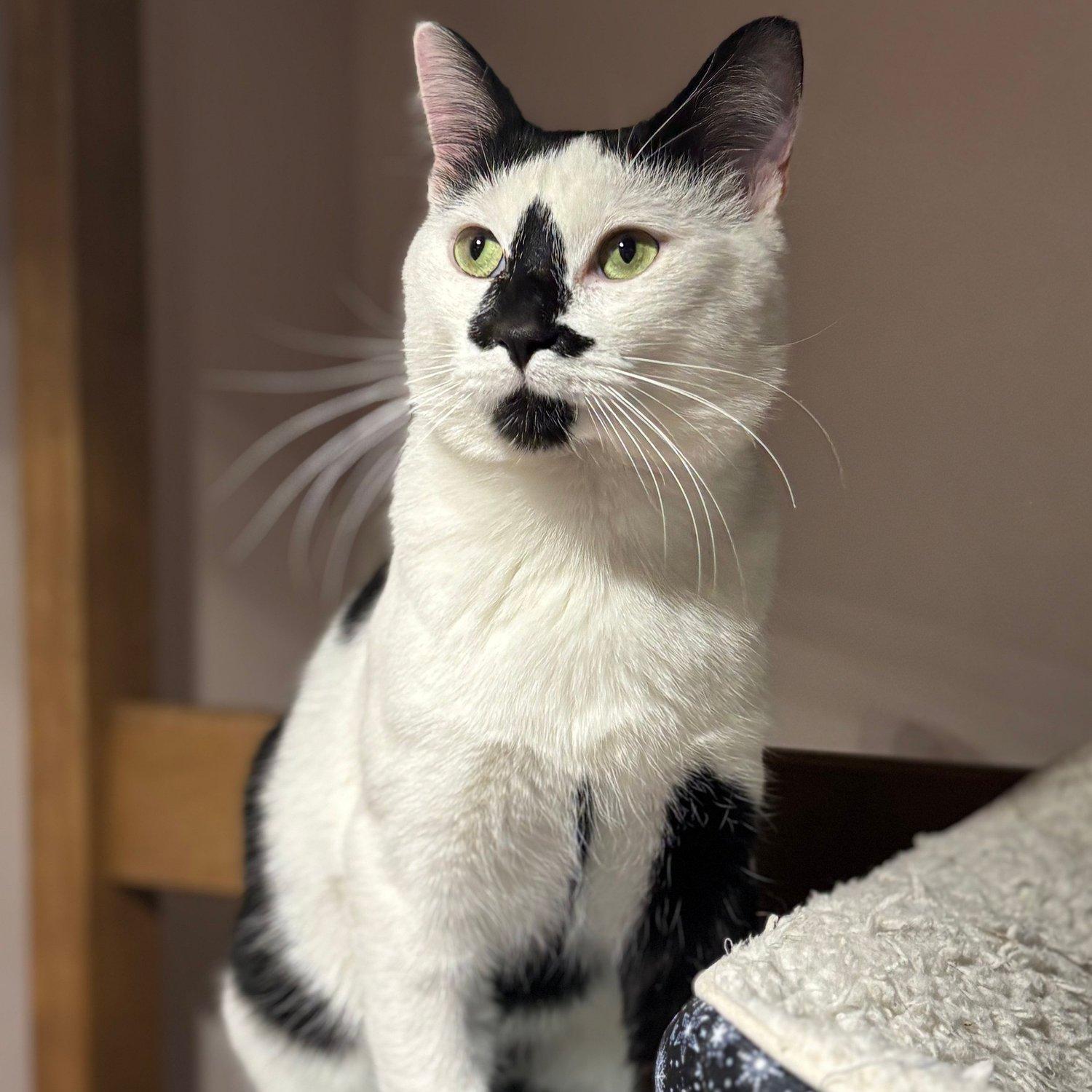 Tyler, a Adoptable Domestic Short Hair in Abbotsford, BC image 3/6