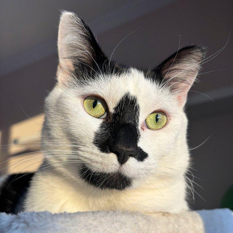 Tyler, a Adoptable Domestic Short Hair in Abbotsford, BC image 4/6