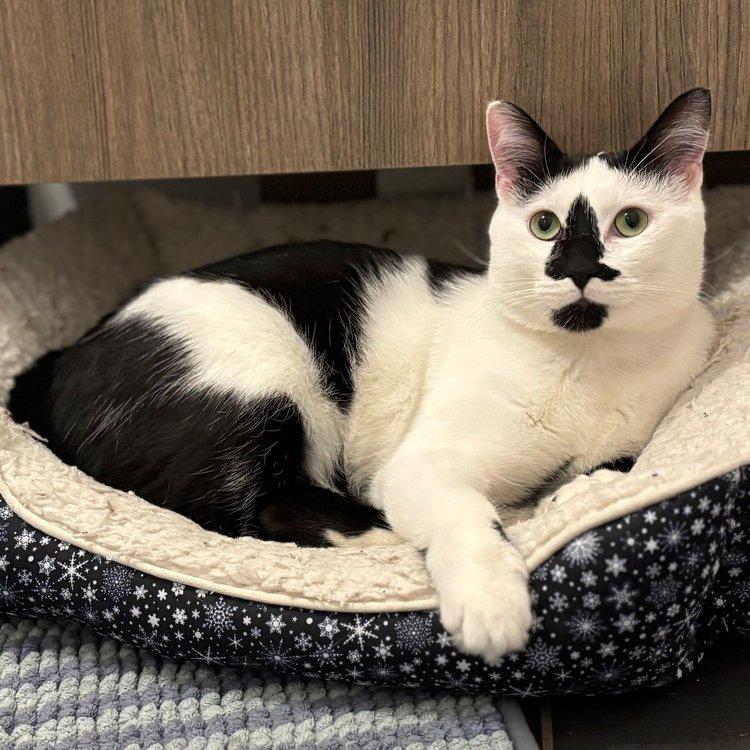 Tyler, Adoptable, Young Male Domestic Short Hair.