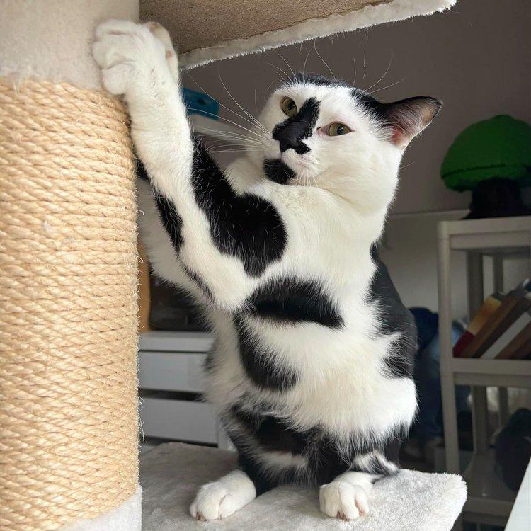 Tyler, a Adoptable Domestic Short Hair in Abbotsford, BC image 5/6