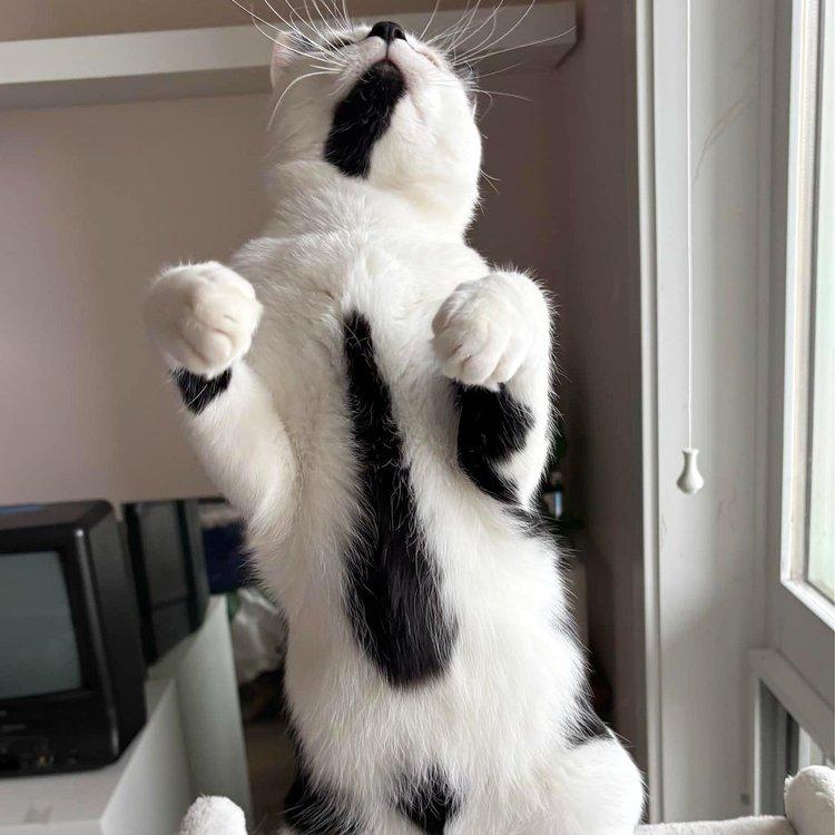 Tyler, a Adoptable Domestic Short Hair in Abbotsford, BC image 6/6