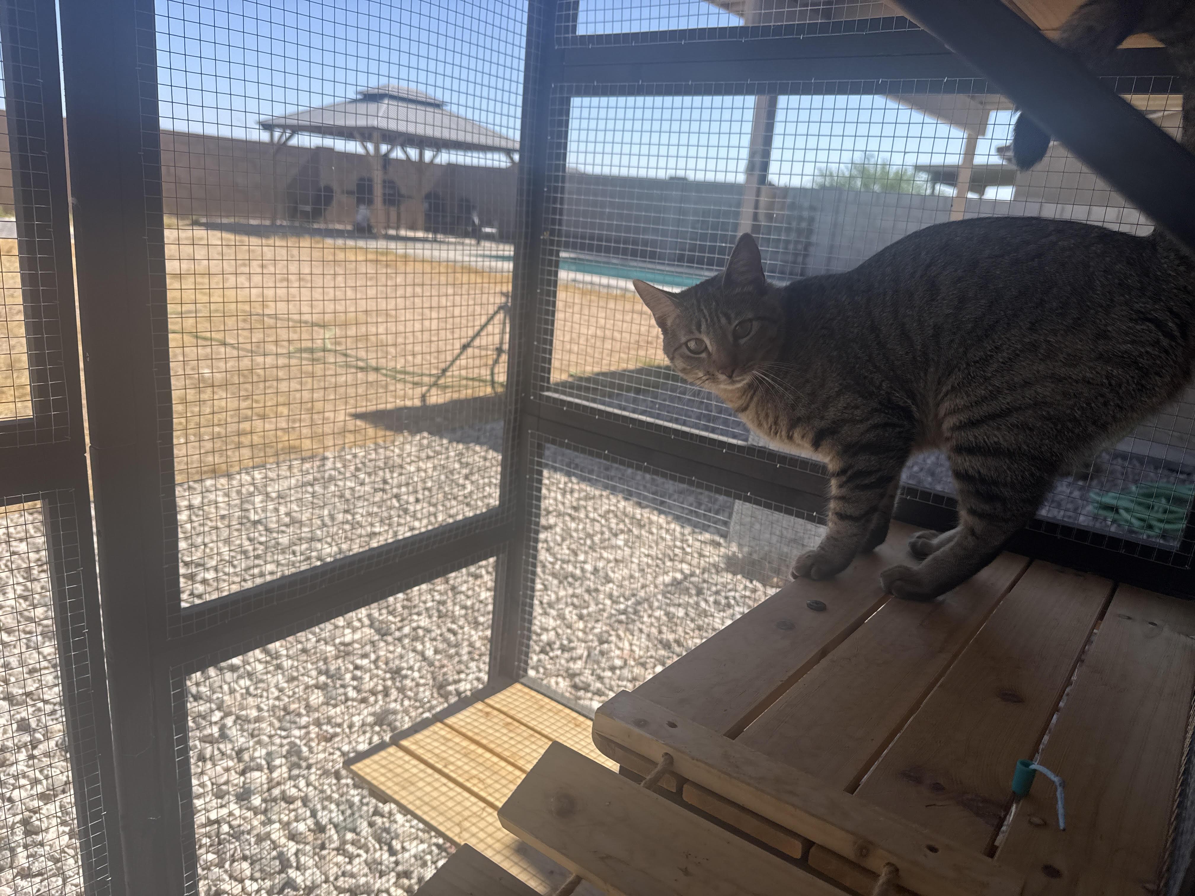 Blue NC, ADOPTABLE, Young Female Tabby.