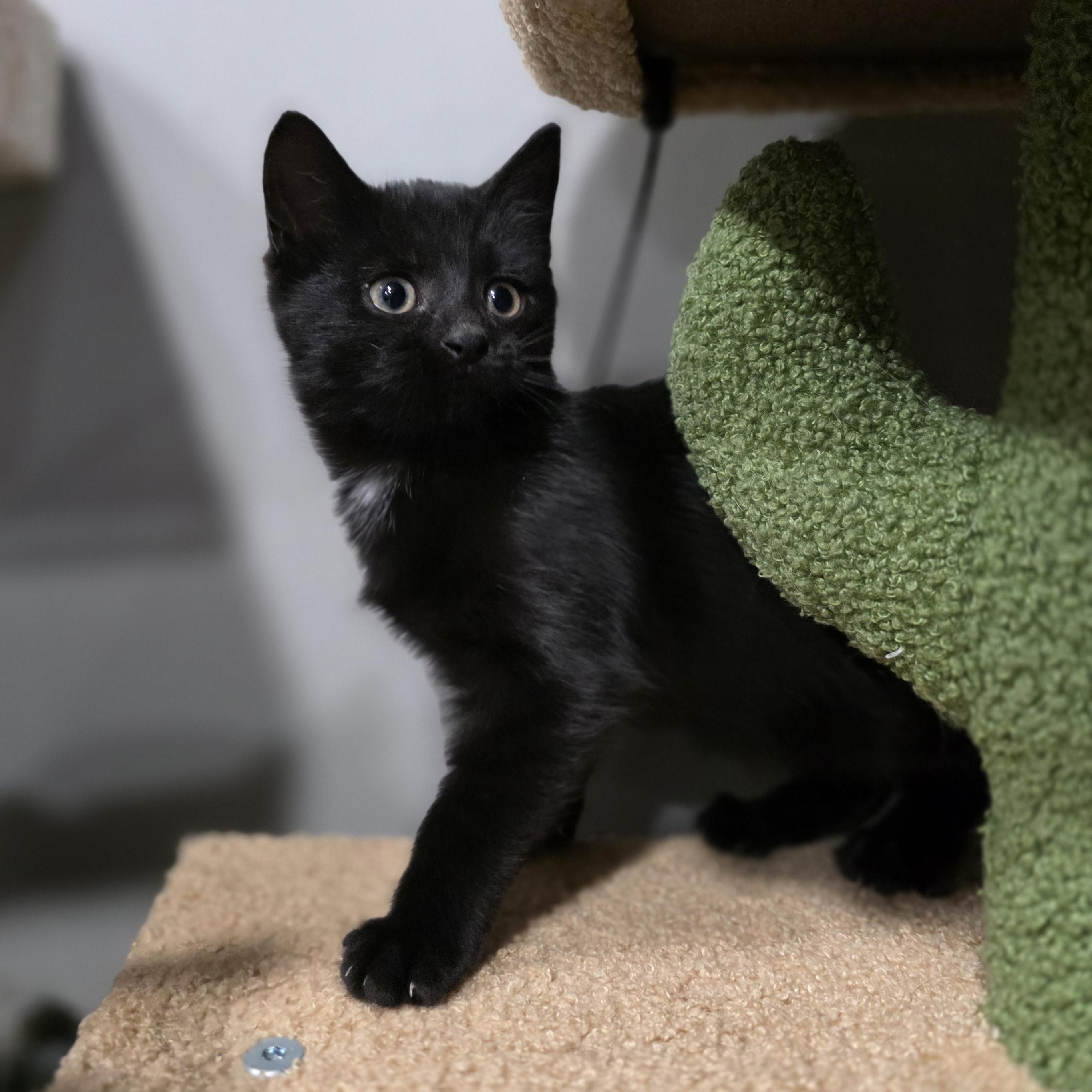 Enlarge Dawson, a Adoptable mixed breed in Mastic beach, NY image 3/4