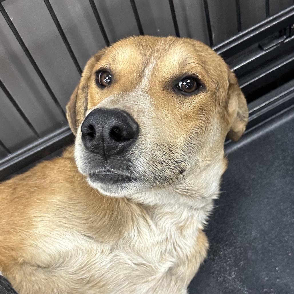 Peanut, a Adoptable Mixed Breed in Midland, TX image 1/2