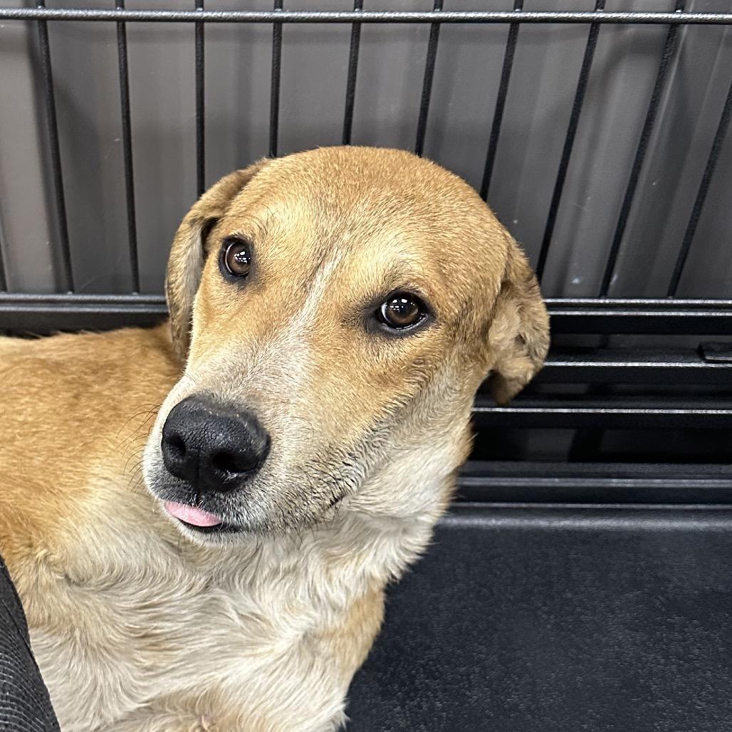 Peanut, a Adoptable Mixed Breed in Midland, TX image 2/2