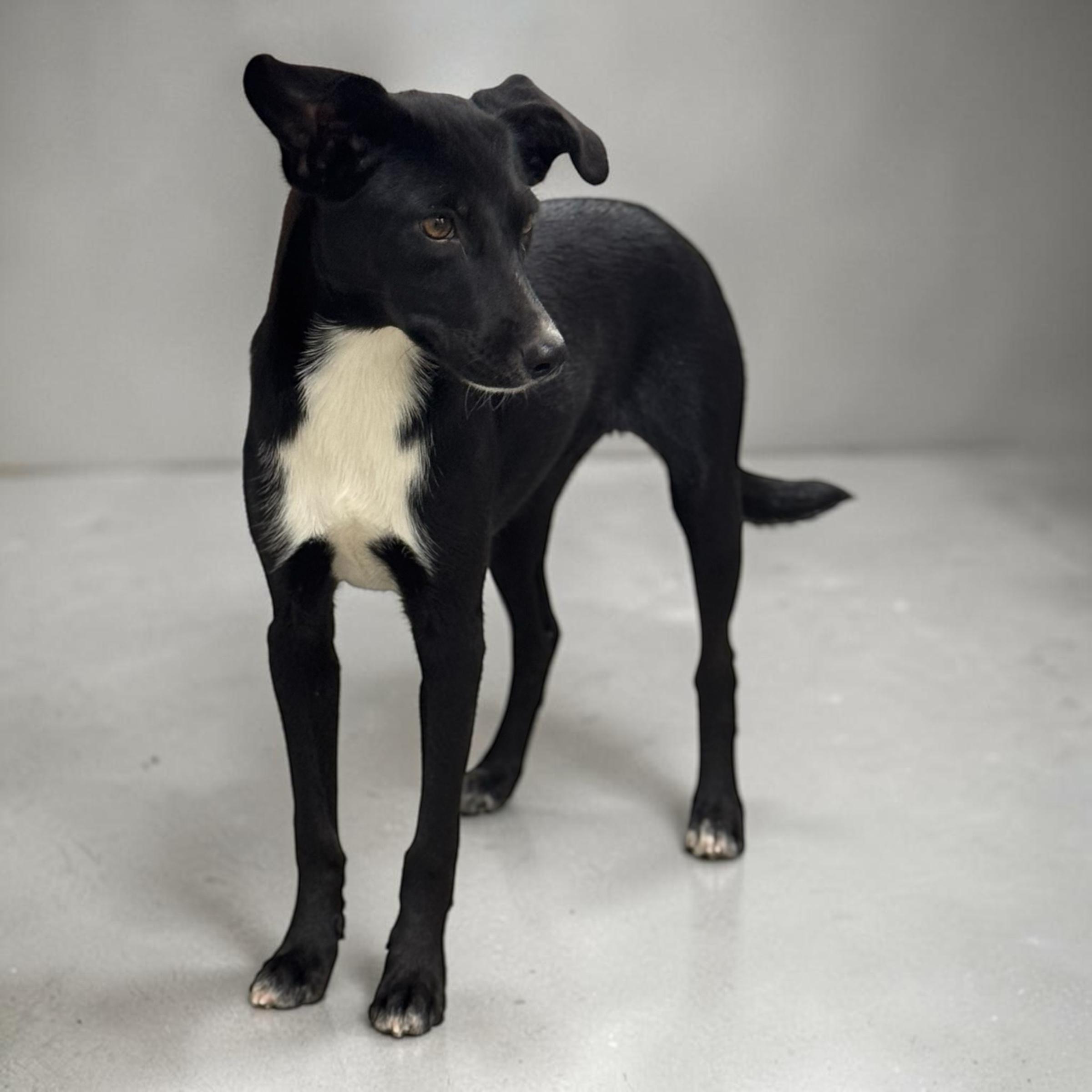 Enlarge Dolly, a Adopted mixed breed in Colorado Springs, CO image 4/6