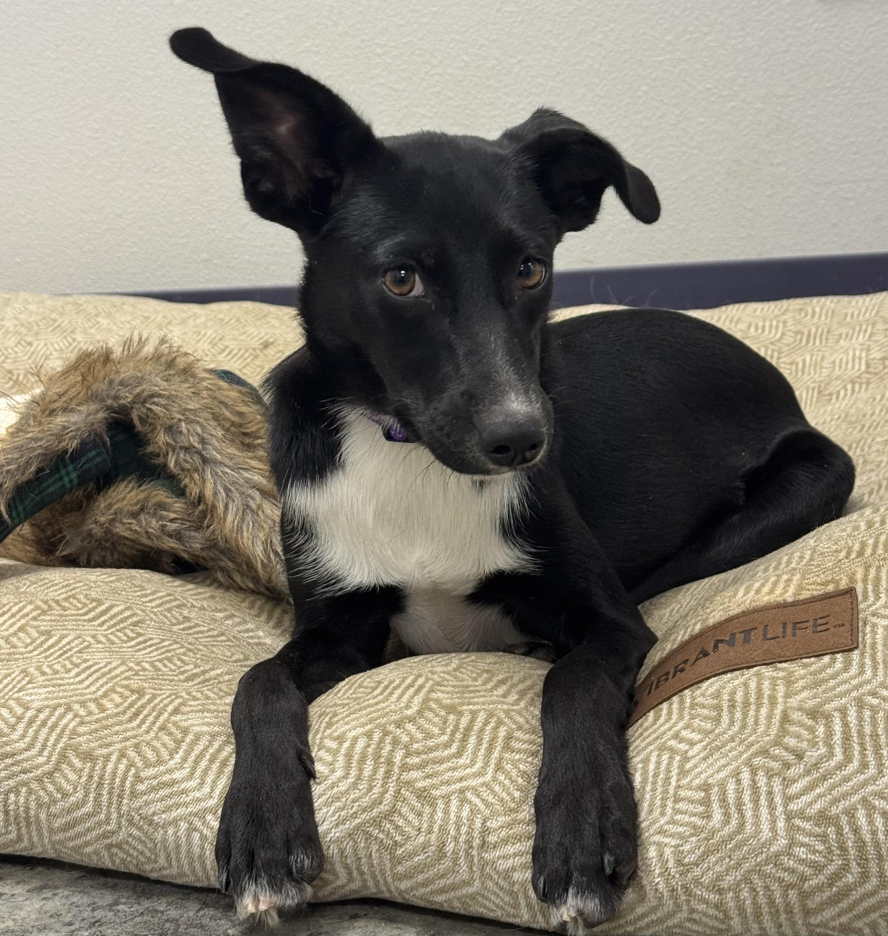 Enlarge Dolly, a Adopted mixed breed in Colorado Springs, CO image 2/6