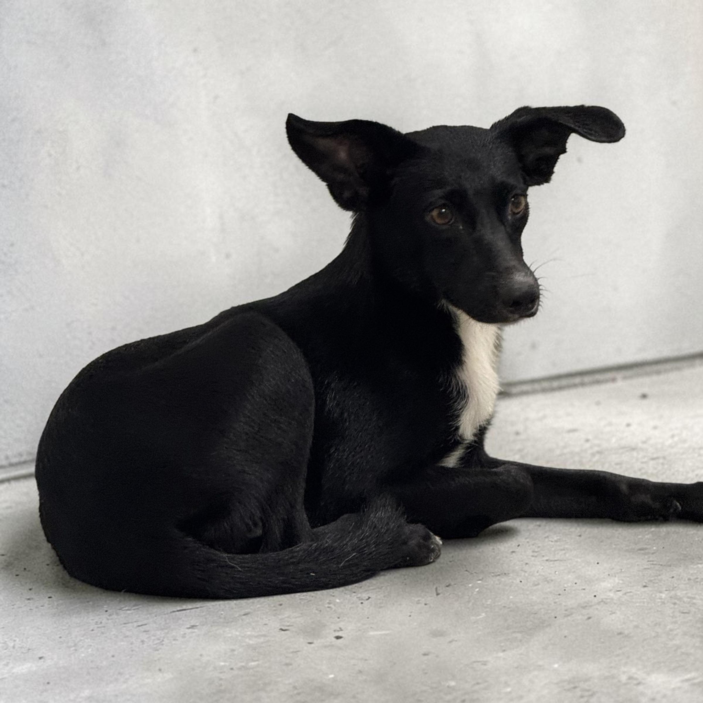 Enlarge Dolly, a Adopted mixed breed in Colorado Springs, CO image 3/6