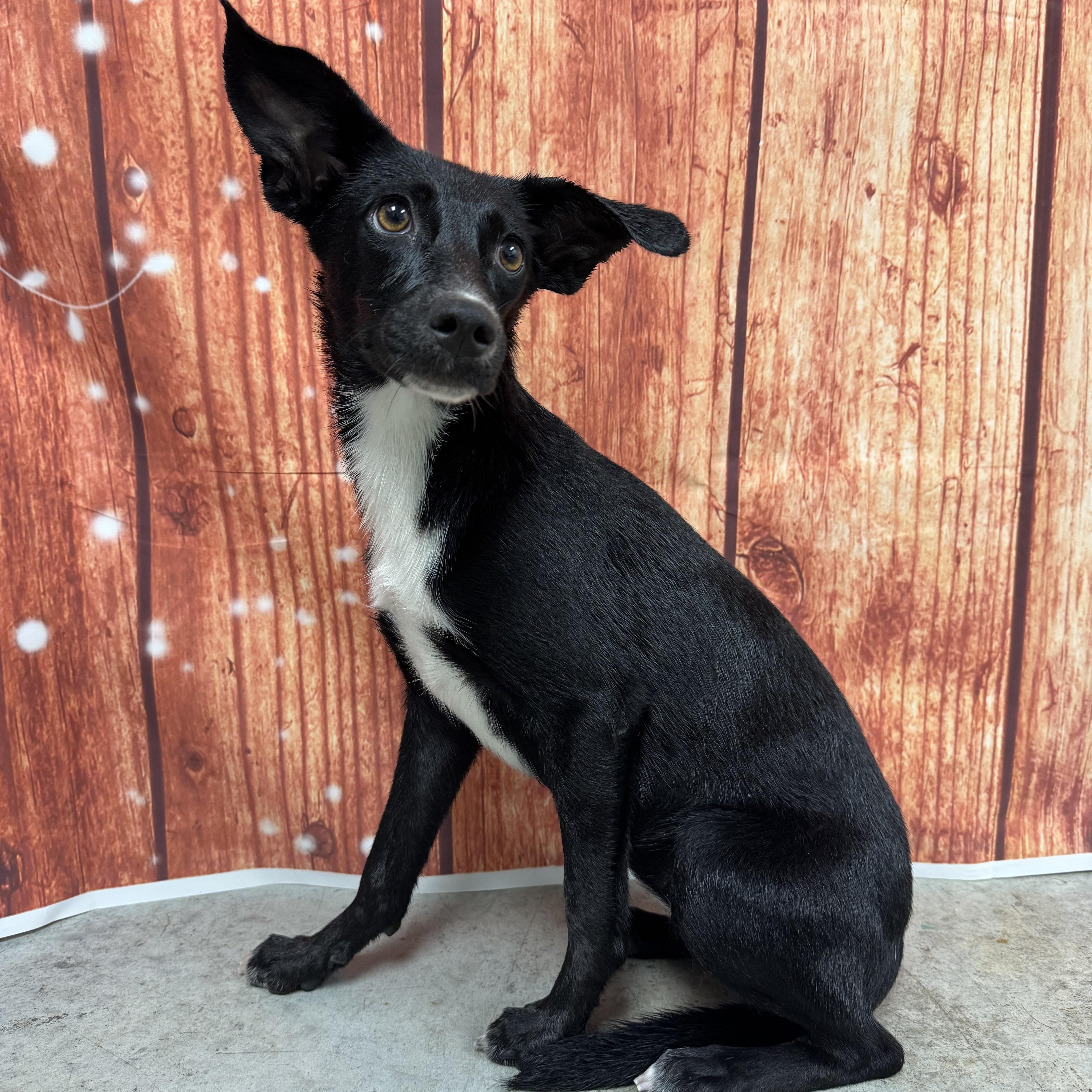 Enlarge Dolly, a Adopted mixed breed in Colorado Springs, CO image 6/6