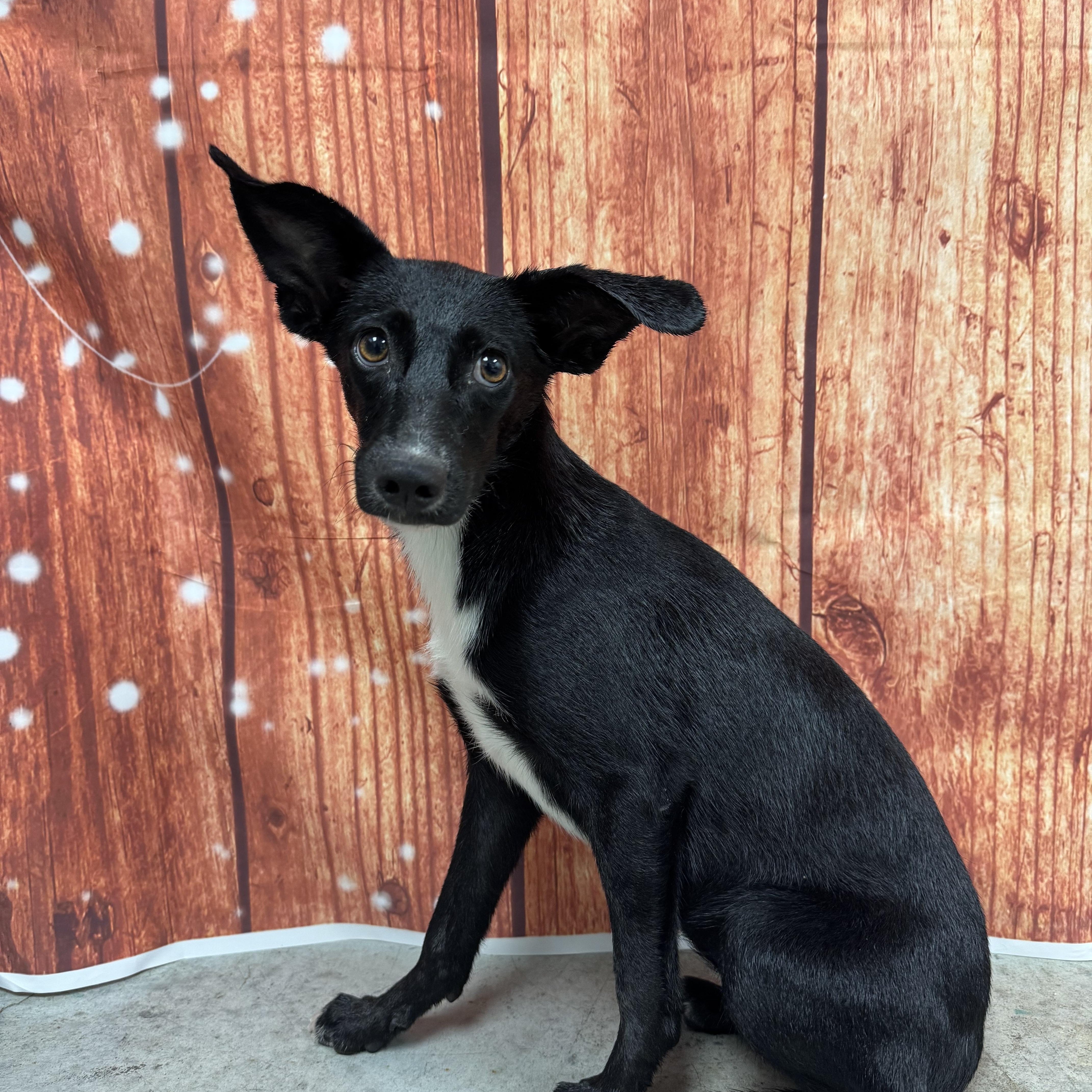 Enlarge Dolly, a Adopted mixed breed in Colorado Springs, CO image 5/6