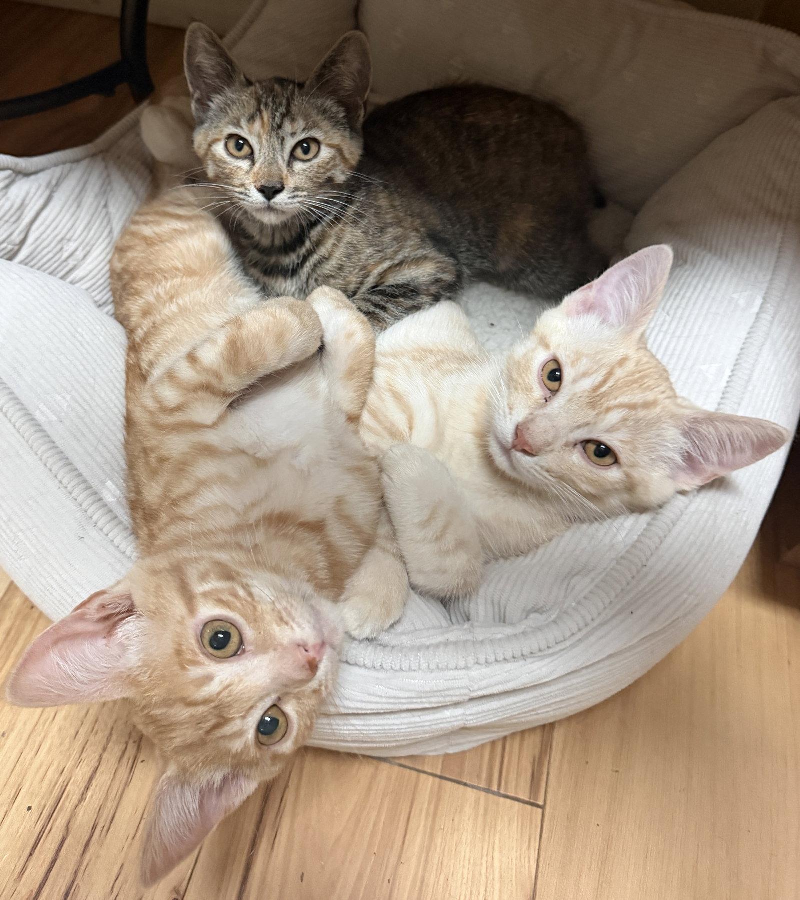 Buck, Scout, & Aspen, Adoptable, Kitten Male Tabby & Domestic Short Hair.