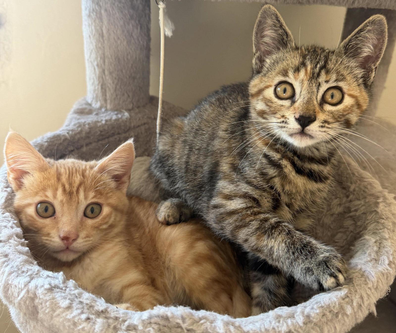 Enlarge Buck, Scout, & Aspen, a Adoptable mixed breed in San Luis Obispo, CA image 2/3