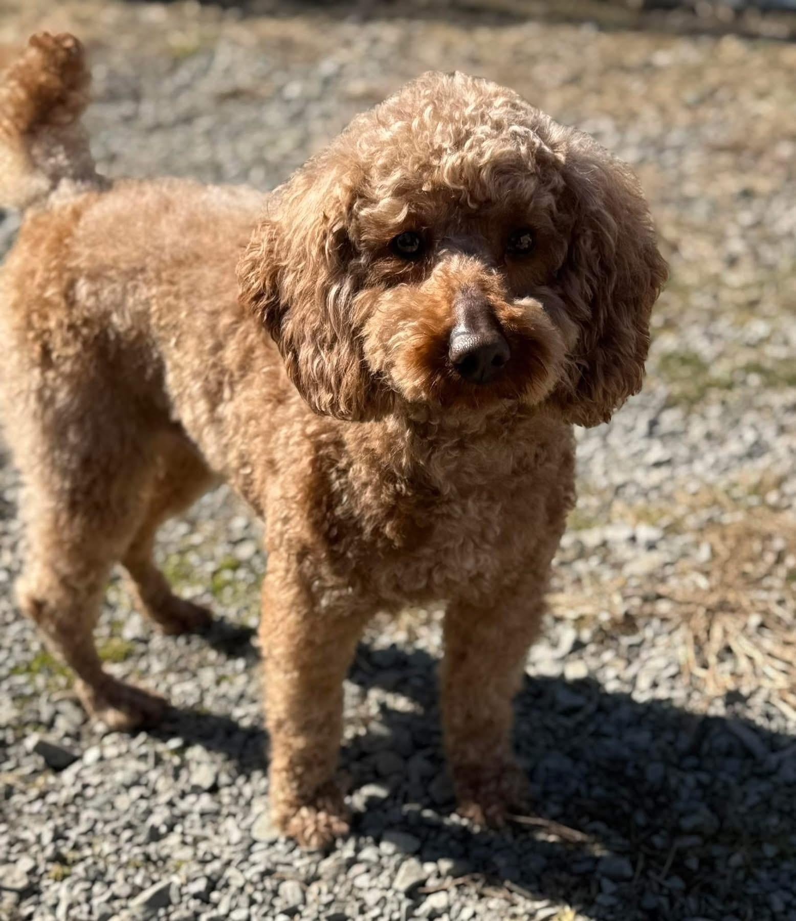 Dude, ADOPTABLE, Adult Male Goldendoodle.