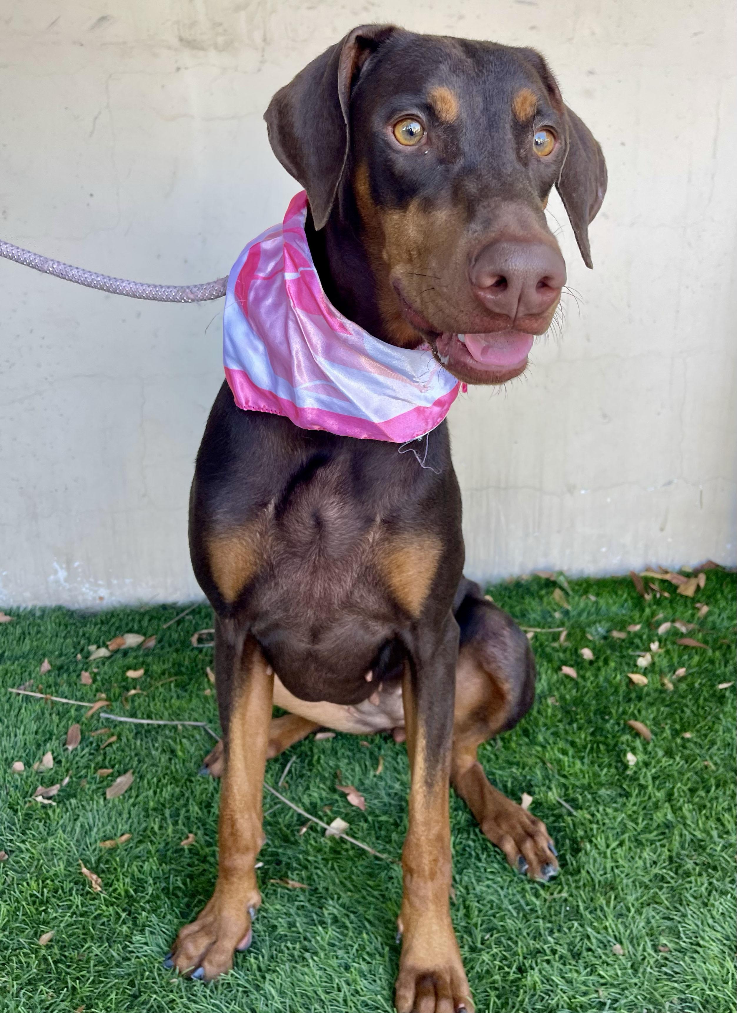 Enlarge VEDA, a Adoptable Doberman Pinscher in Rowland Heights, CA image 4/4