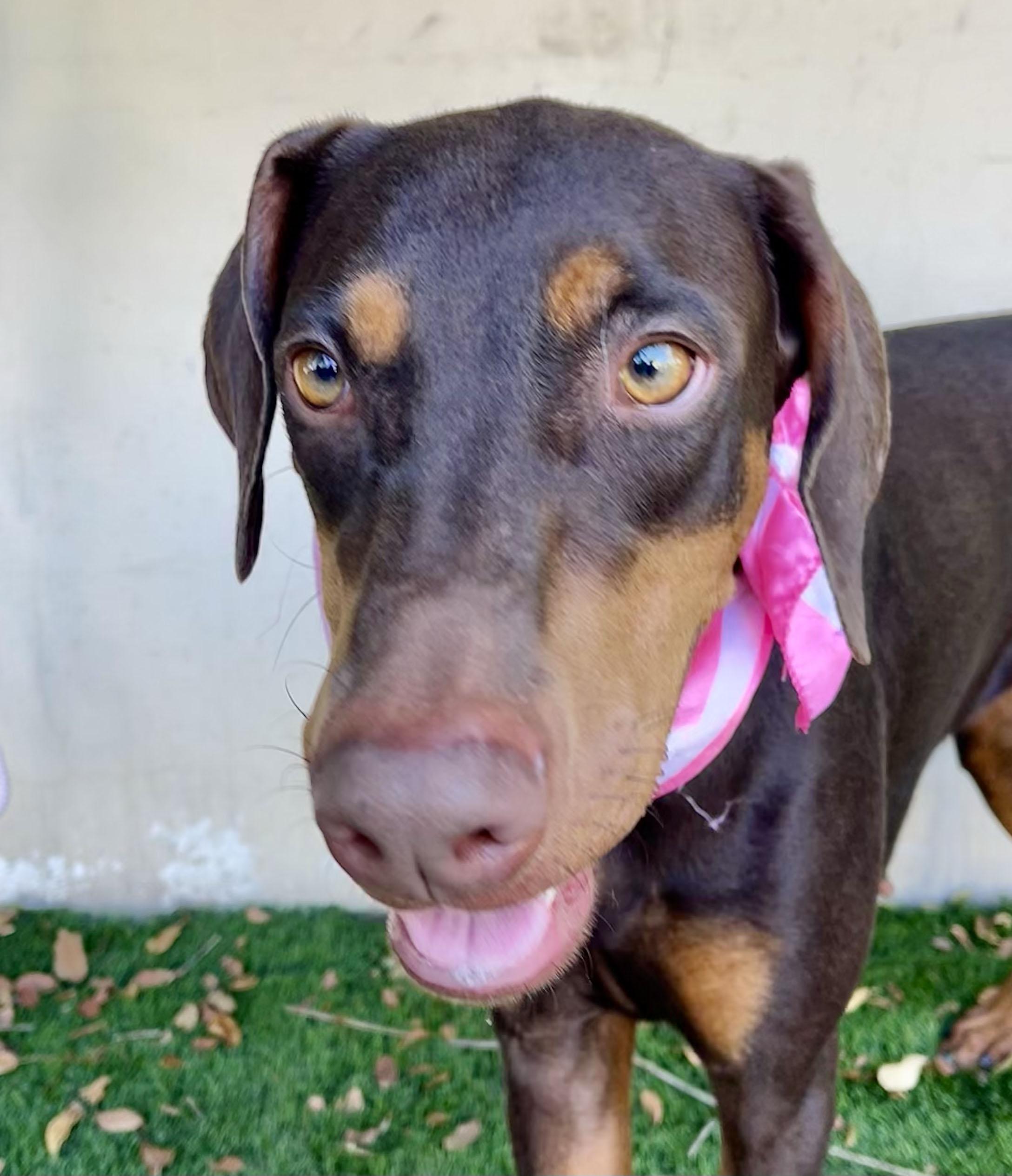 Enlarge VEDA, a Adoptable Doberman Pinscher in Rowland Heights, CA image 2/4