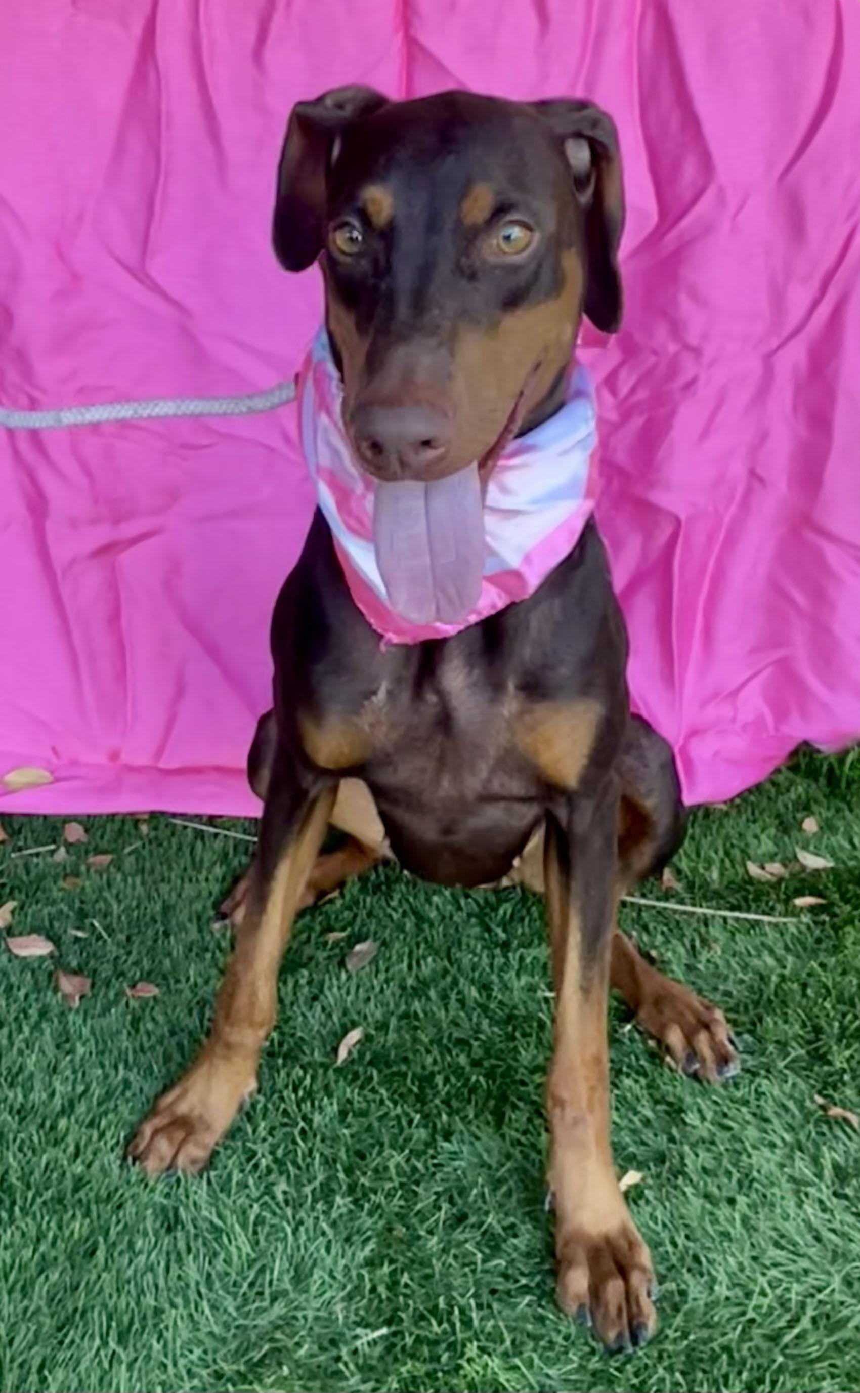 VEDA, Adoptable, Puppy Female Doberman Pinscher.