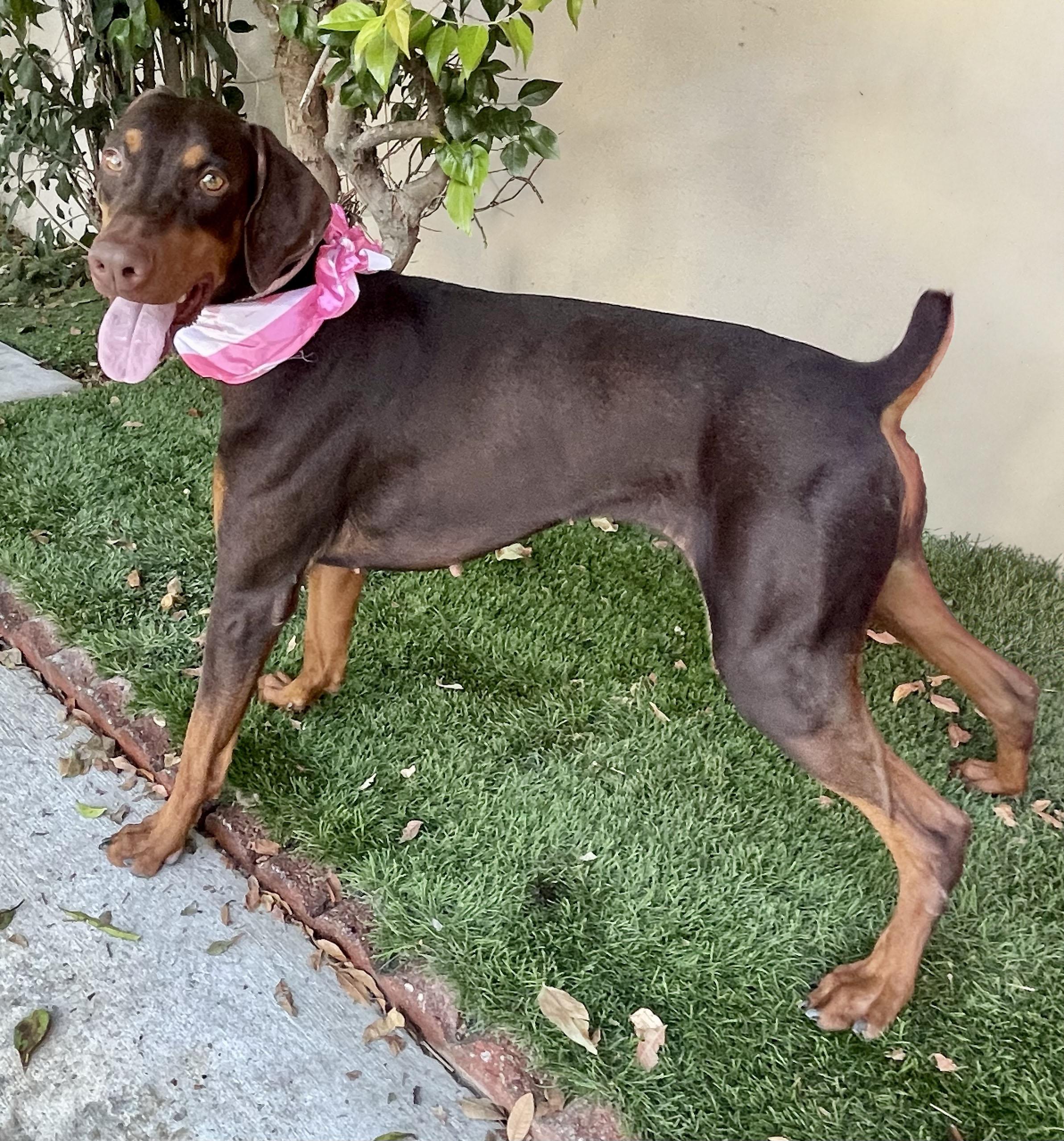 Enlarge VEDA, a Adoptable Doberman Pinscher in Rowland Heights, CA image 3/4