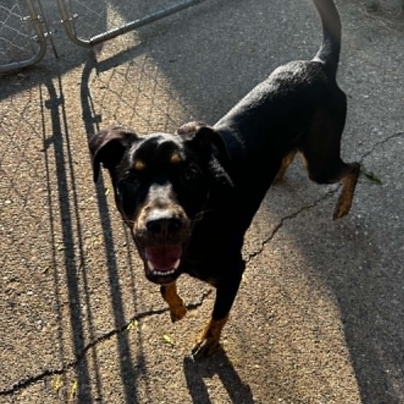 Rocky, a Adoptable mixed breed in Grand Rapids, MI image 1/6