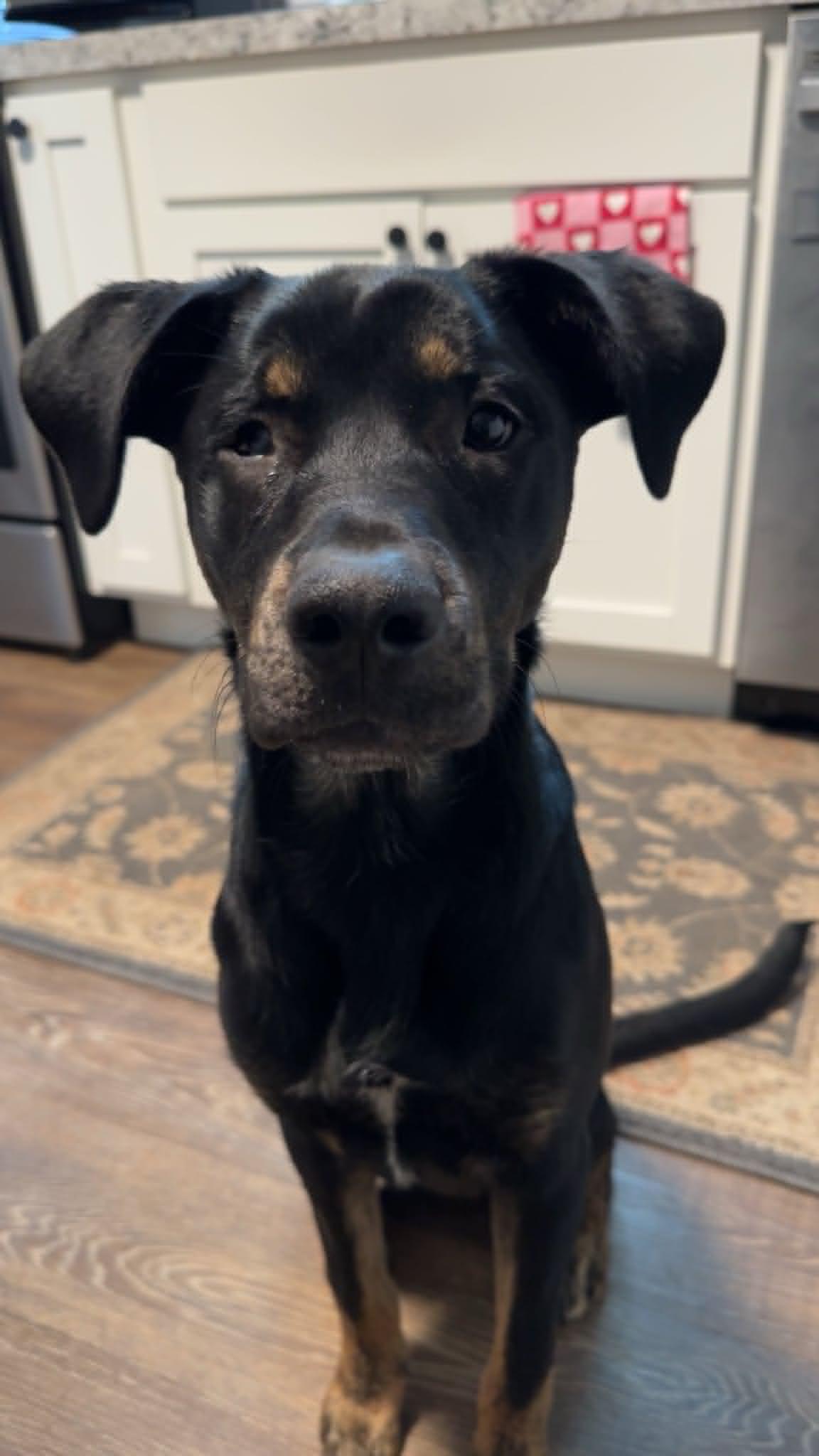 Rocky, a Adoptable mixed breed in Grand Rapids, MI image 6/6