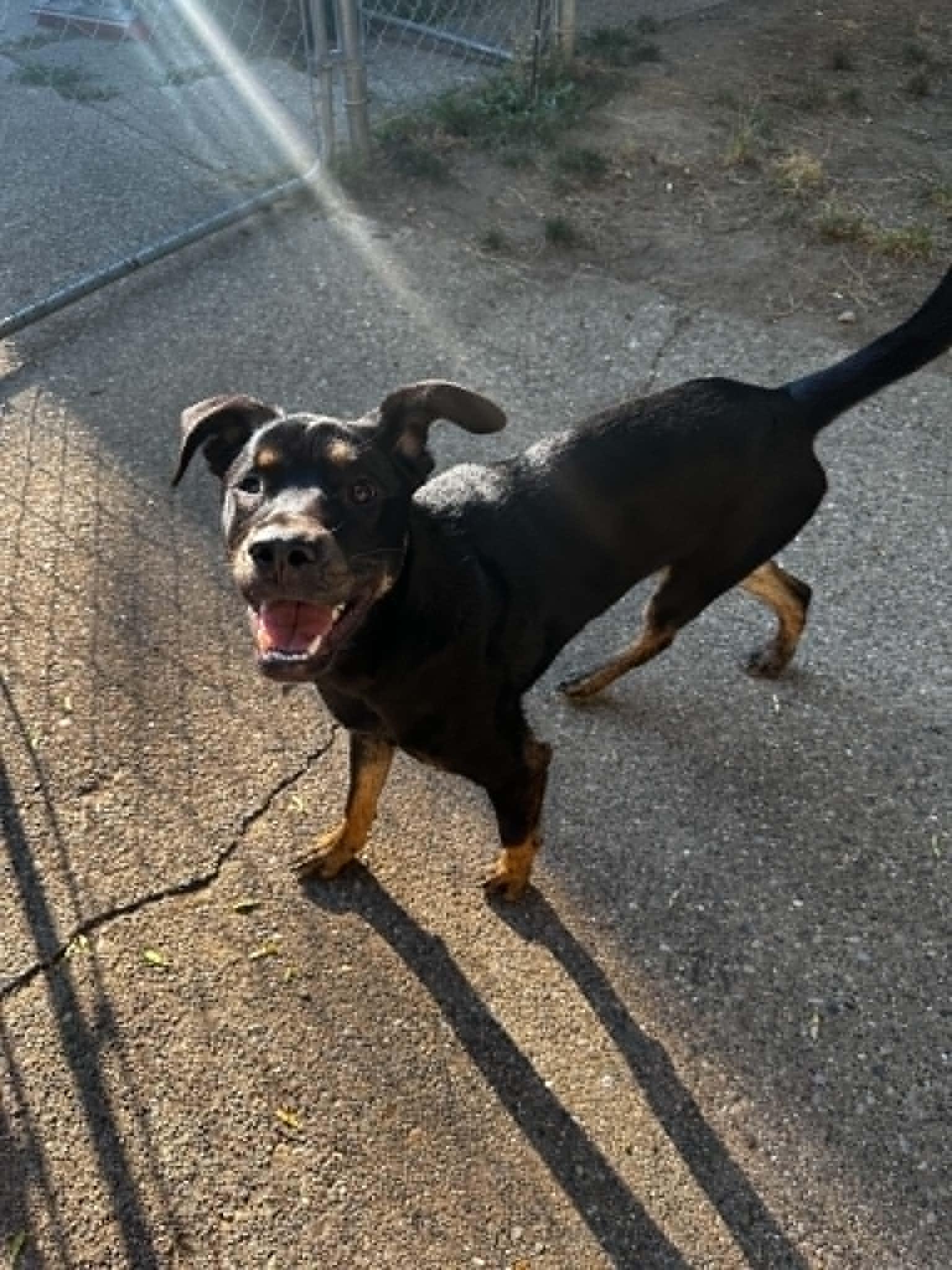 Rocky, a Adoptable mixed breed in Grand Rapids, MI image 5/6